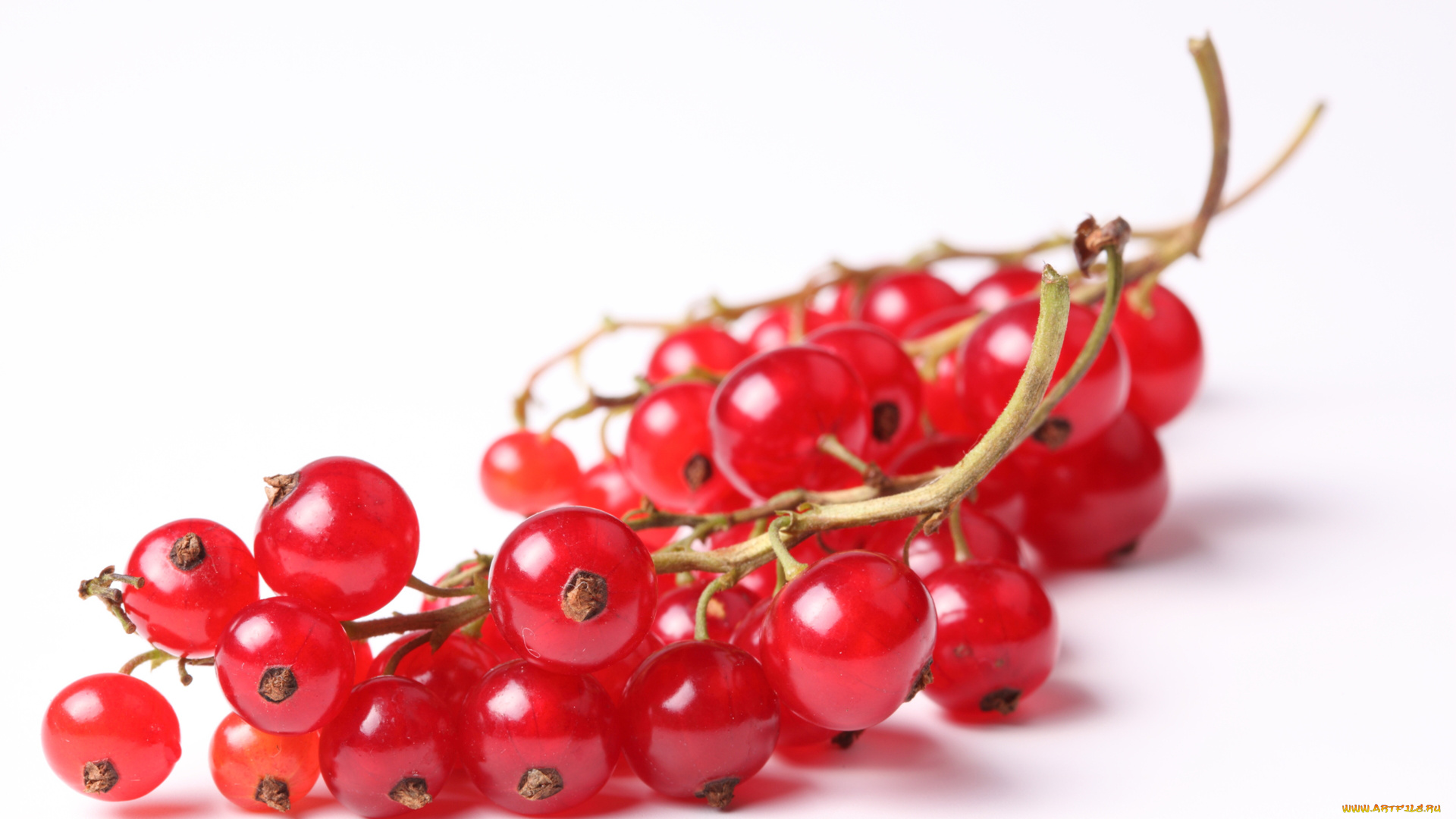 еда, смородина, красная