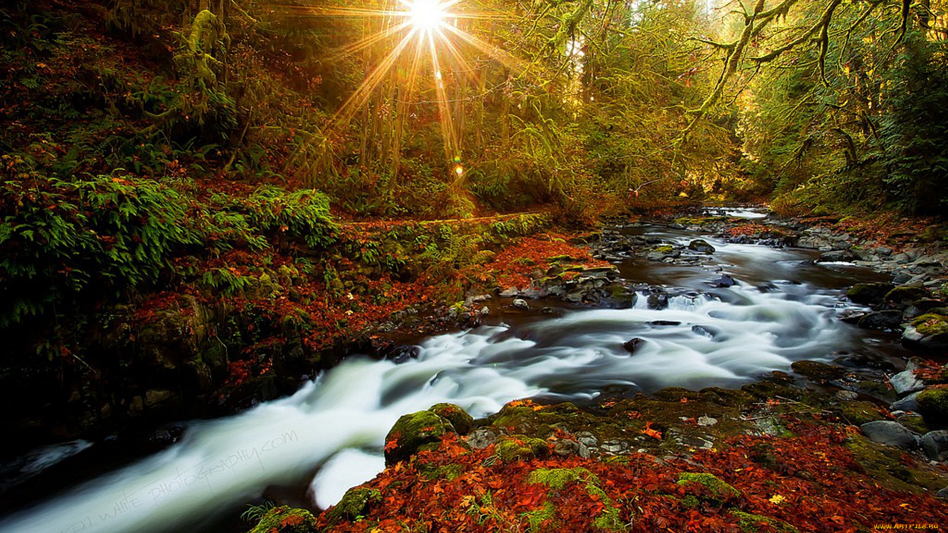 forest, природа, реки, озера, лес, ручей, свет