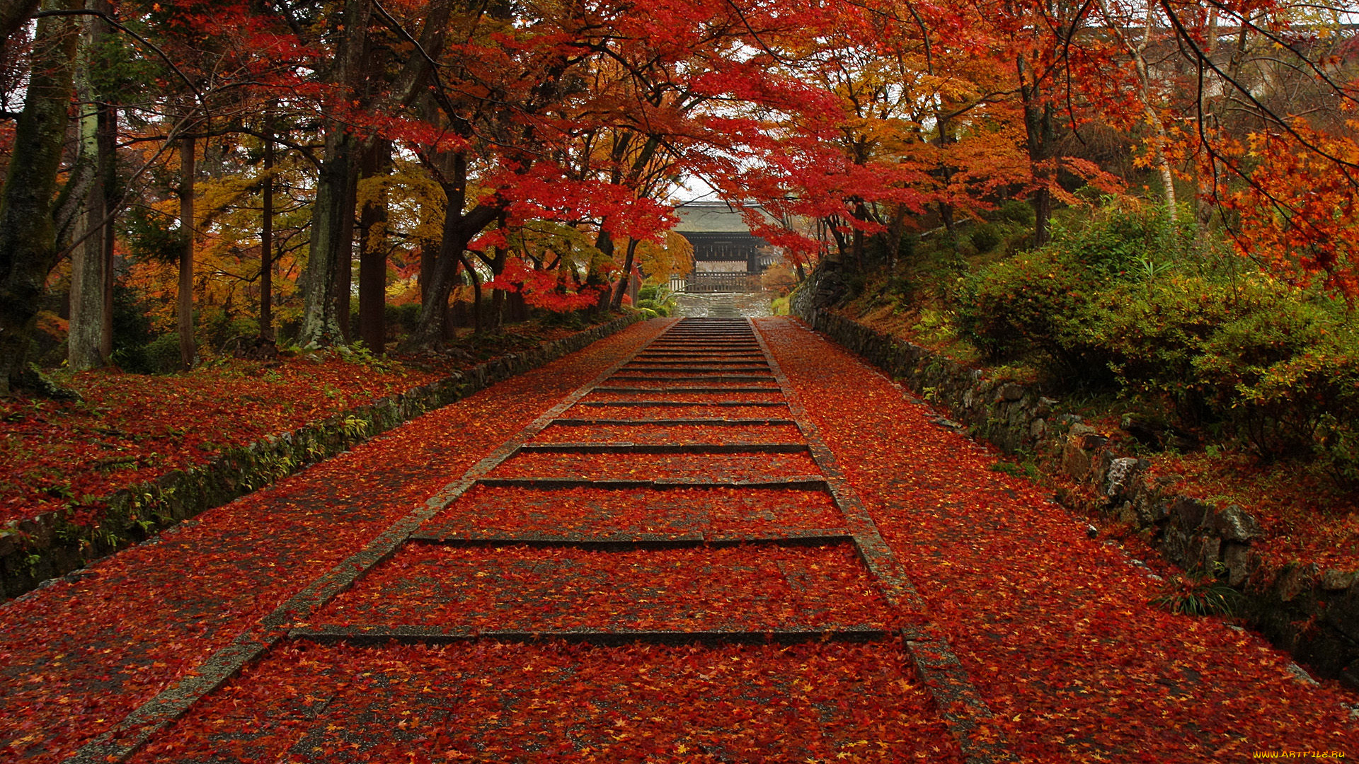 природа, парк, осень