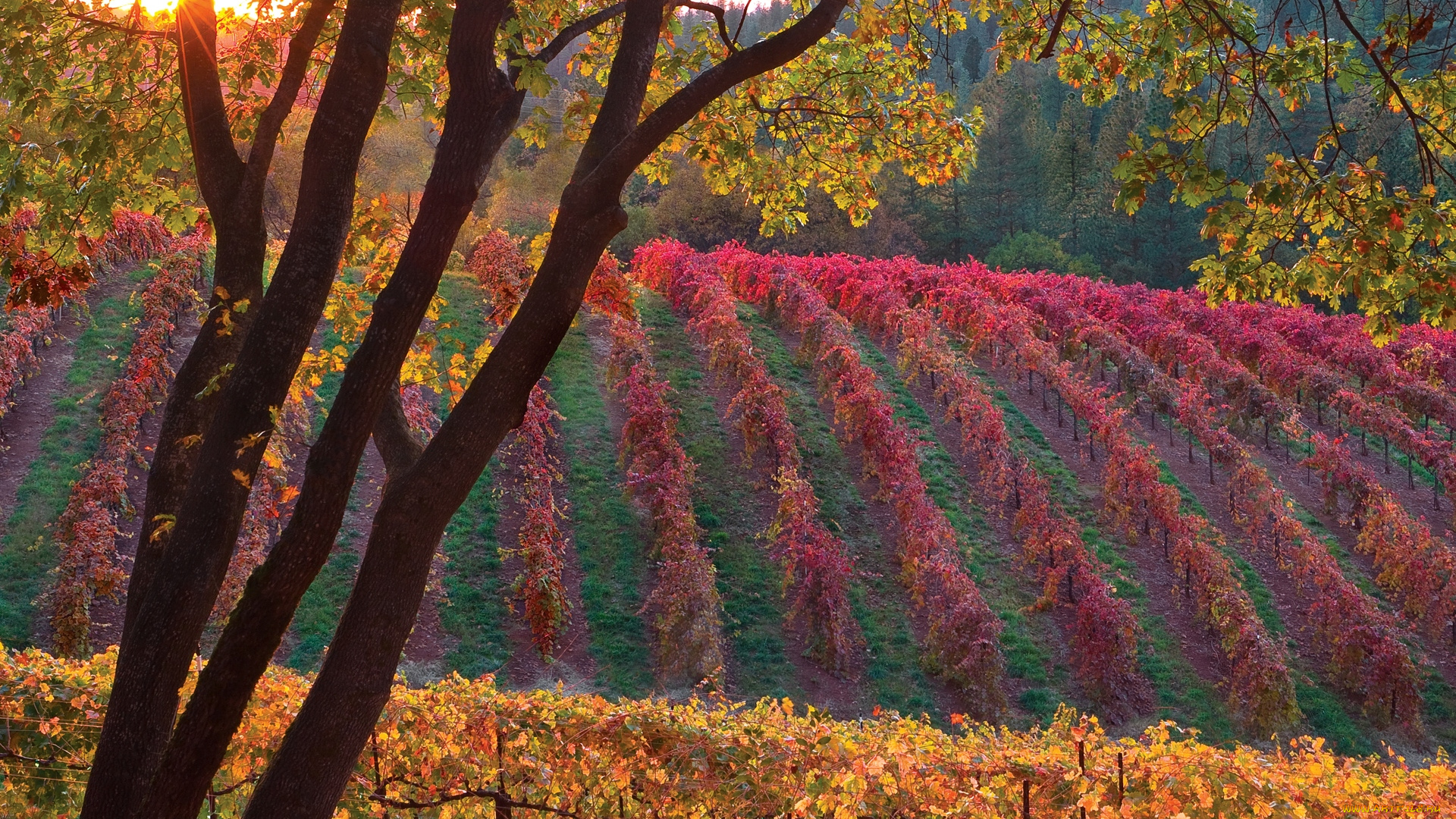 природа, поля, солнце, виноградник