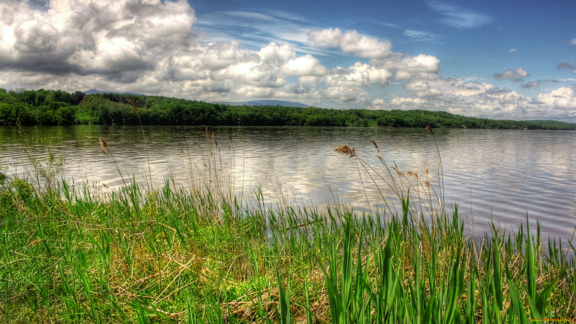 природа, реки, озера, вода, осока