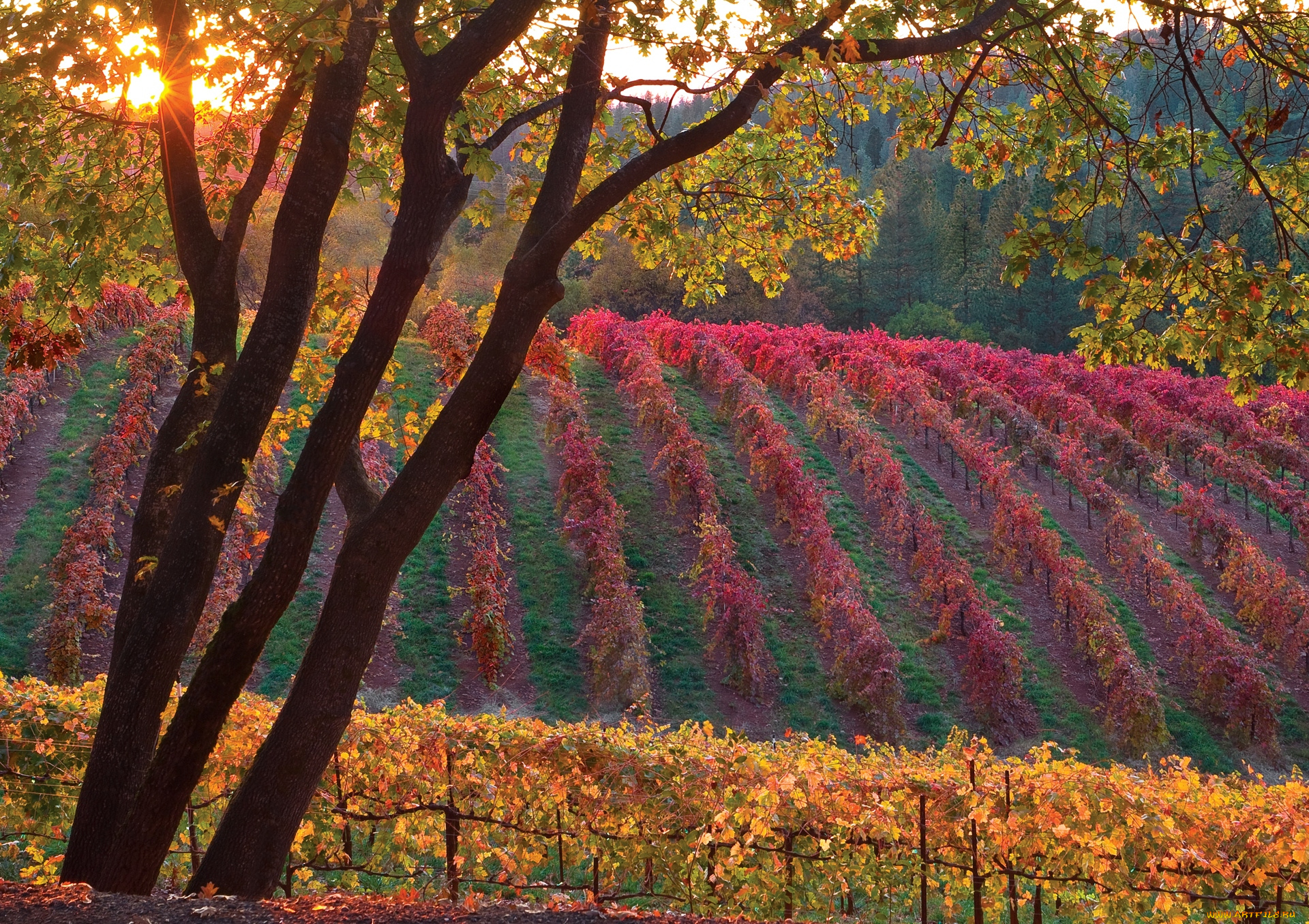 природа, поля, солнце, виноградник