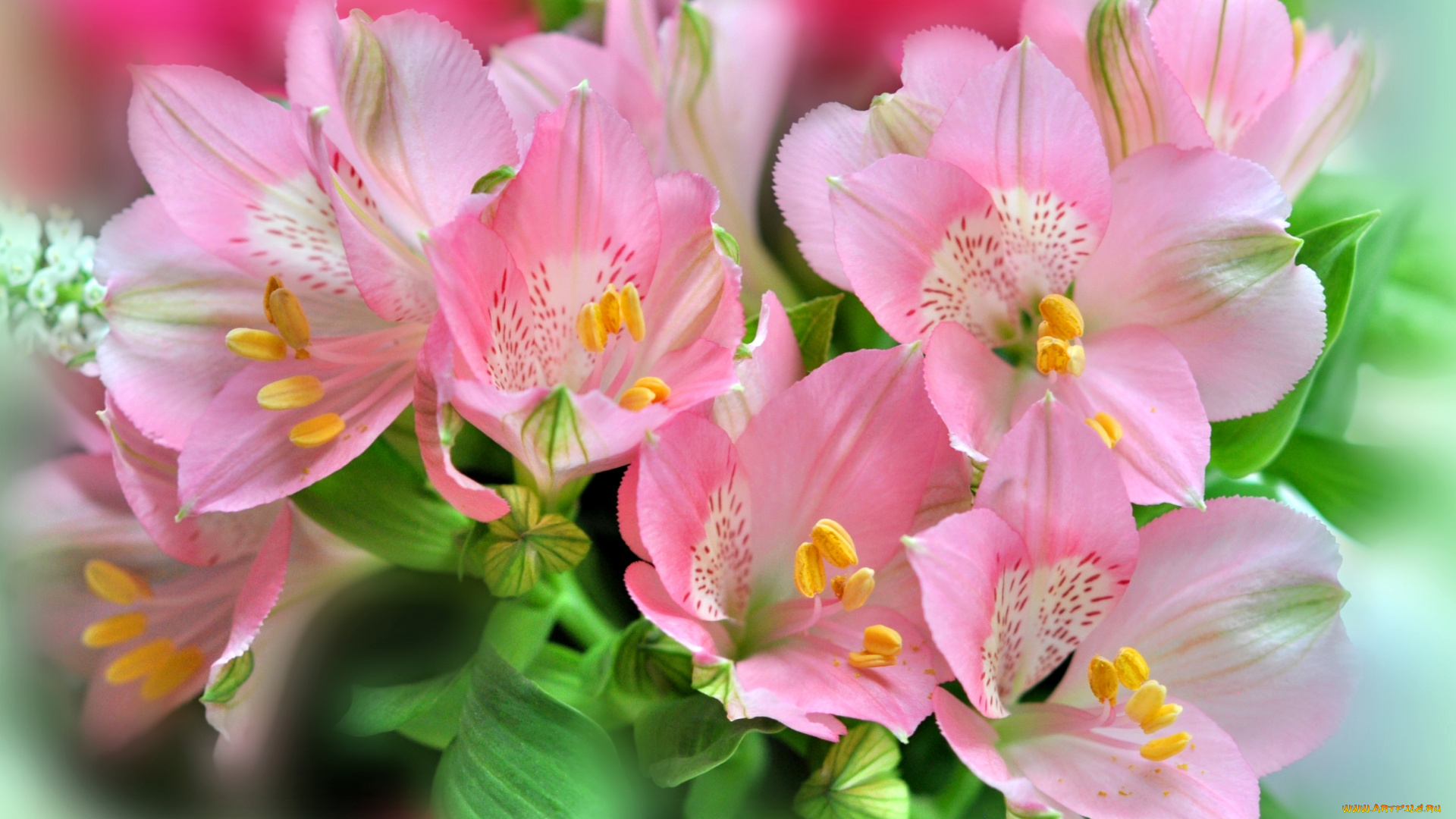 цветы, альстромерия, розовый