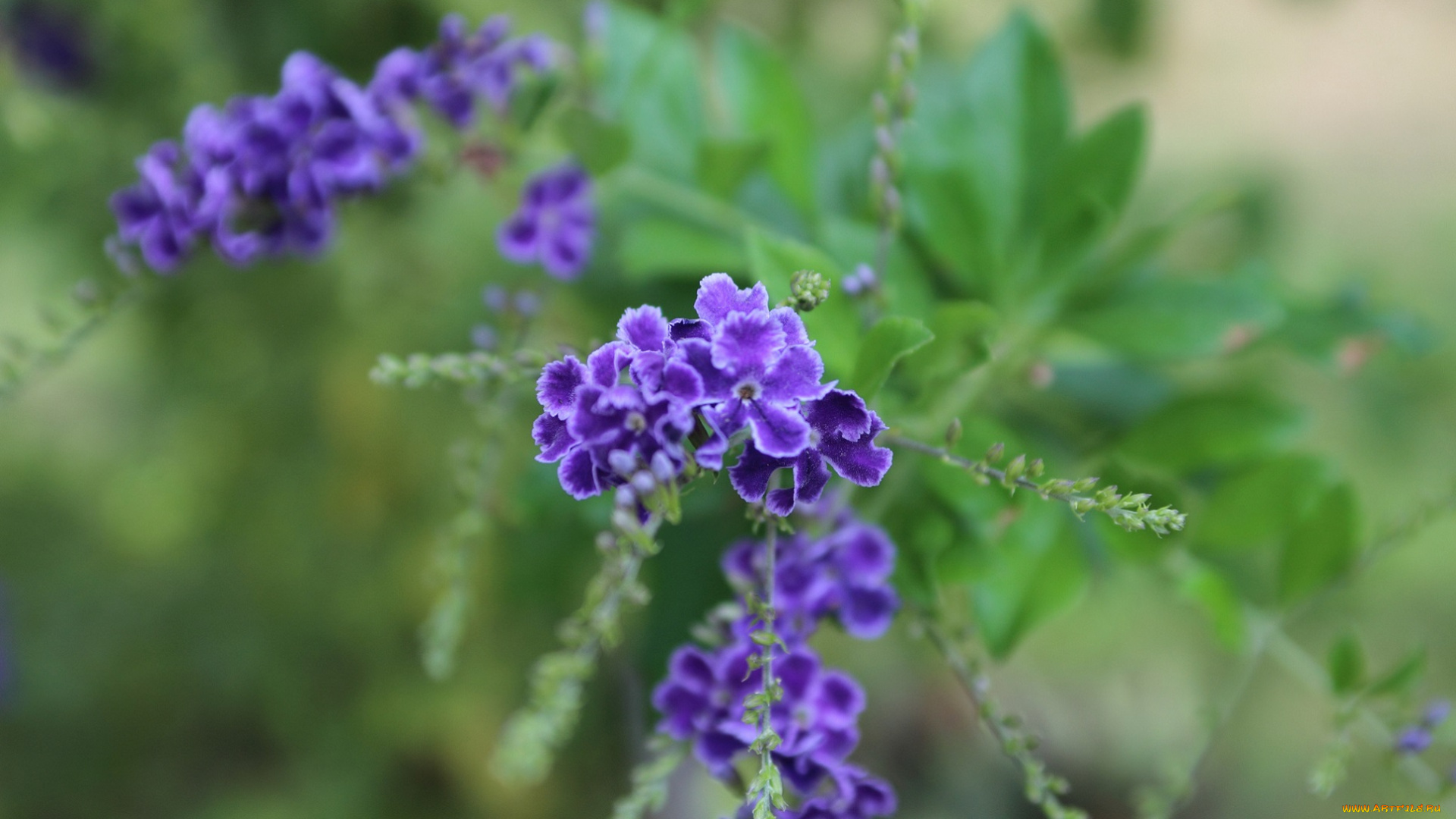 цветы, дуранта, сиреневые