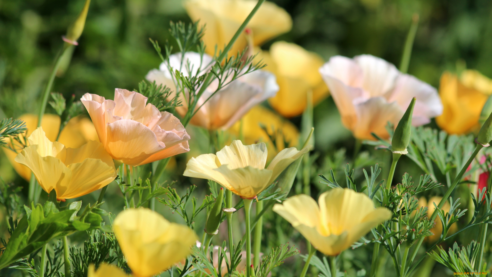 цветы, эшшольция, , калифорнийский, мак, маки