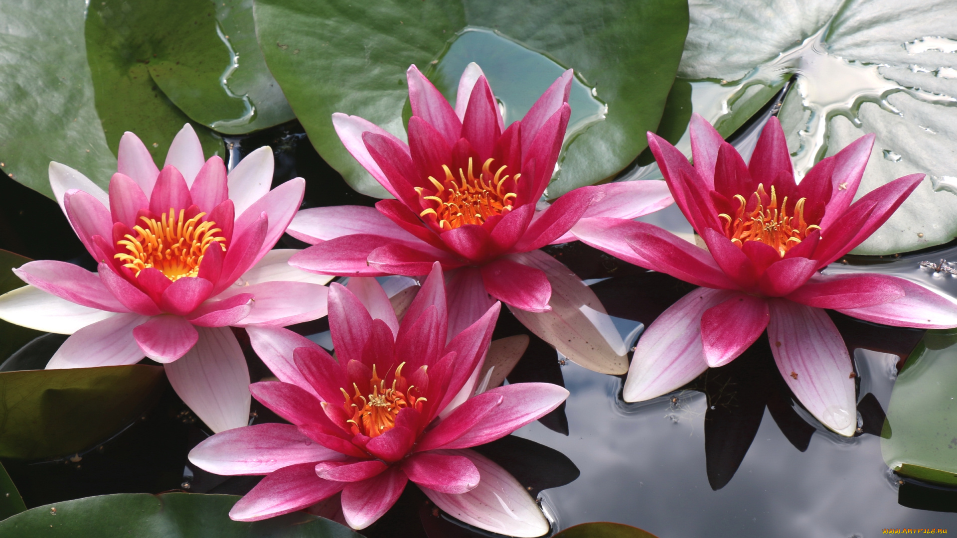 цветы, лилии, , лилейники, квартет