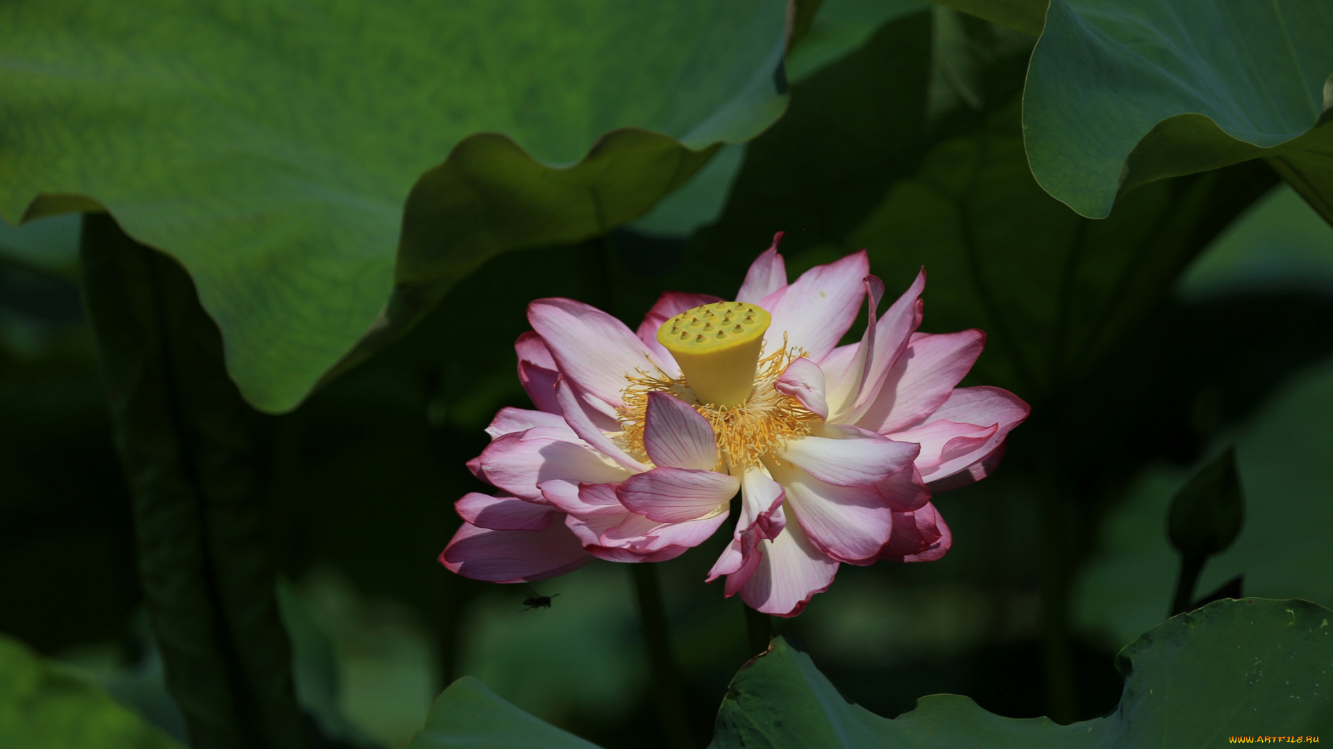 цветы, лотосы, лепестки, листья