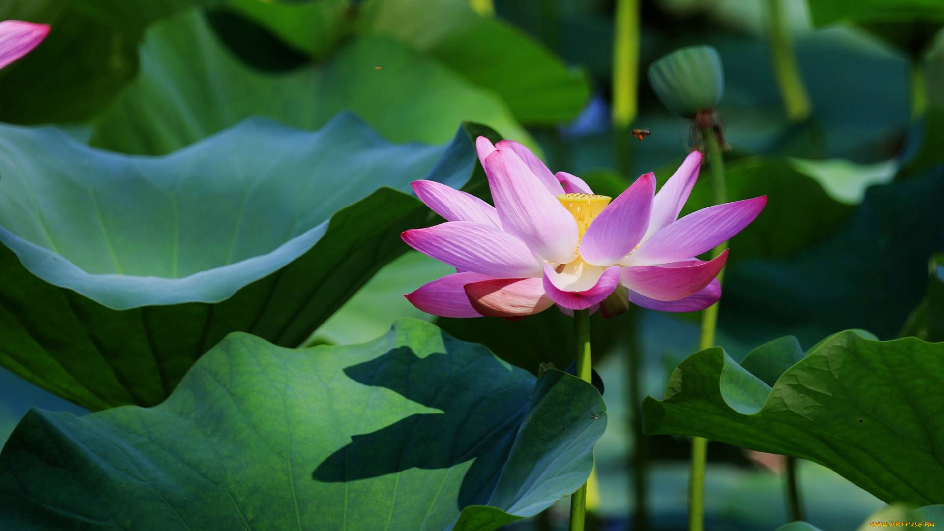 цветы, лотосы, лепестки, листья