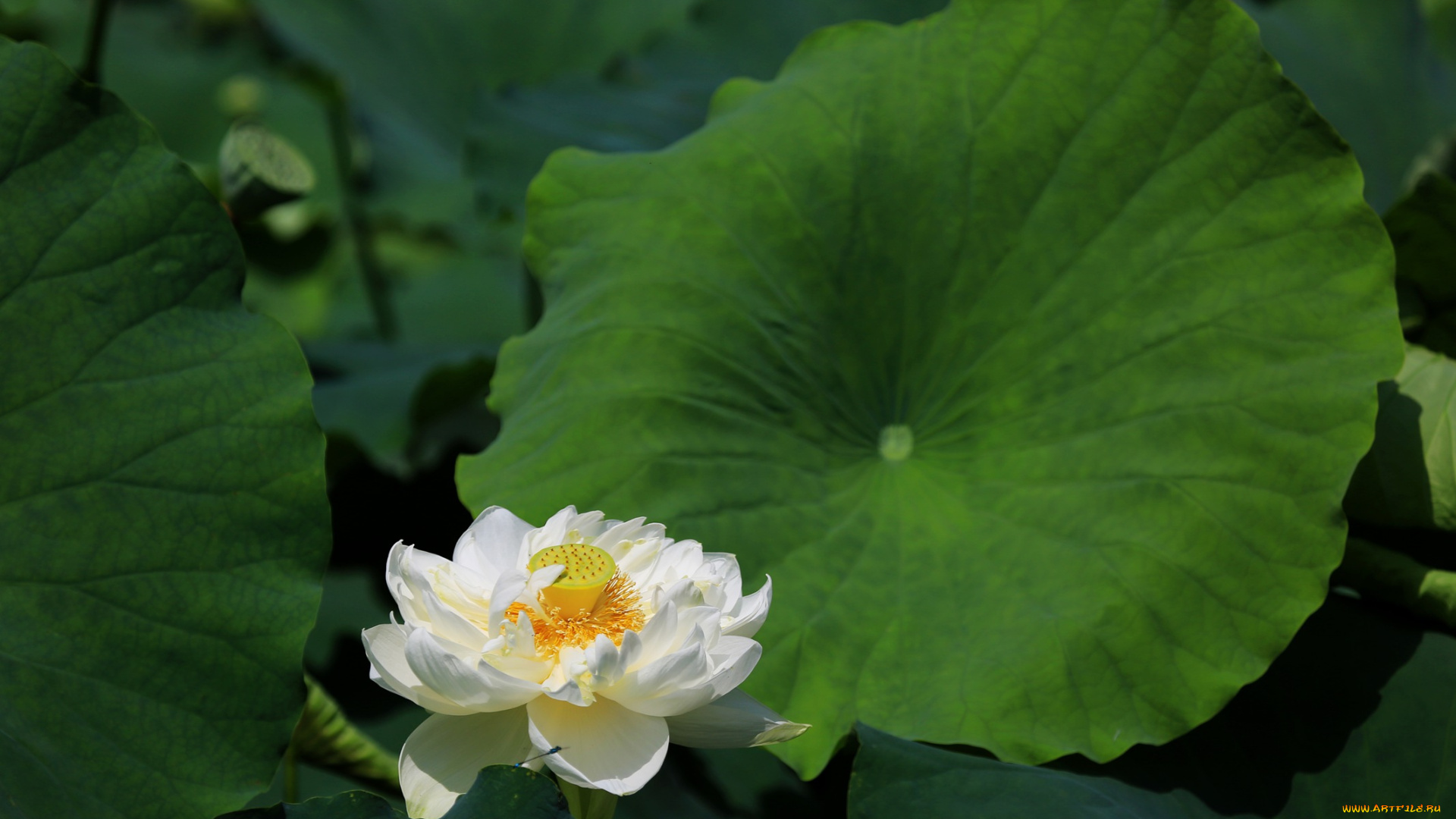 цветы, лотосы, листья, лепестки