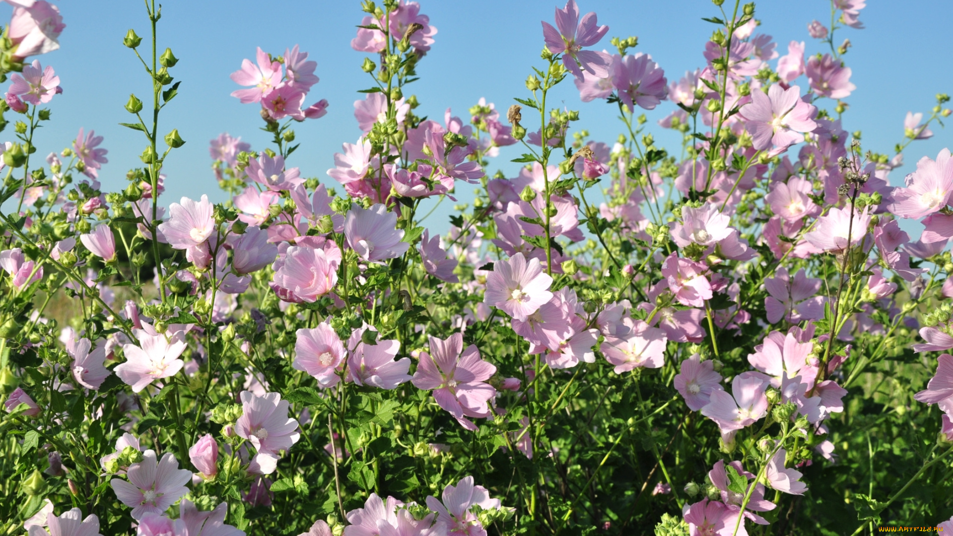 цветы, мальвы, розовый