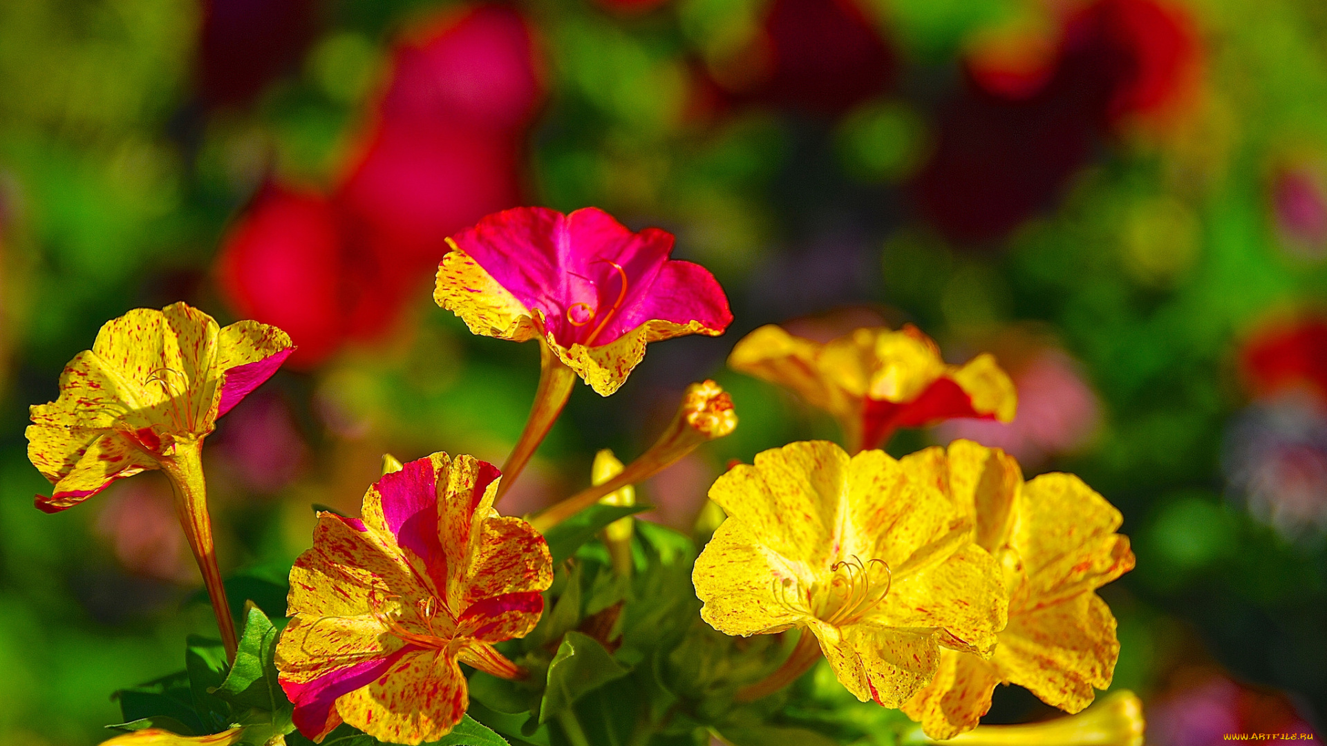 цветы, мирабилис, , ночная, красавица, пестрый