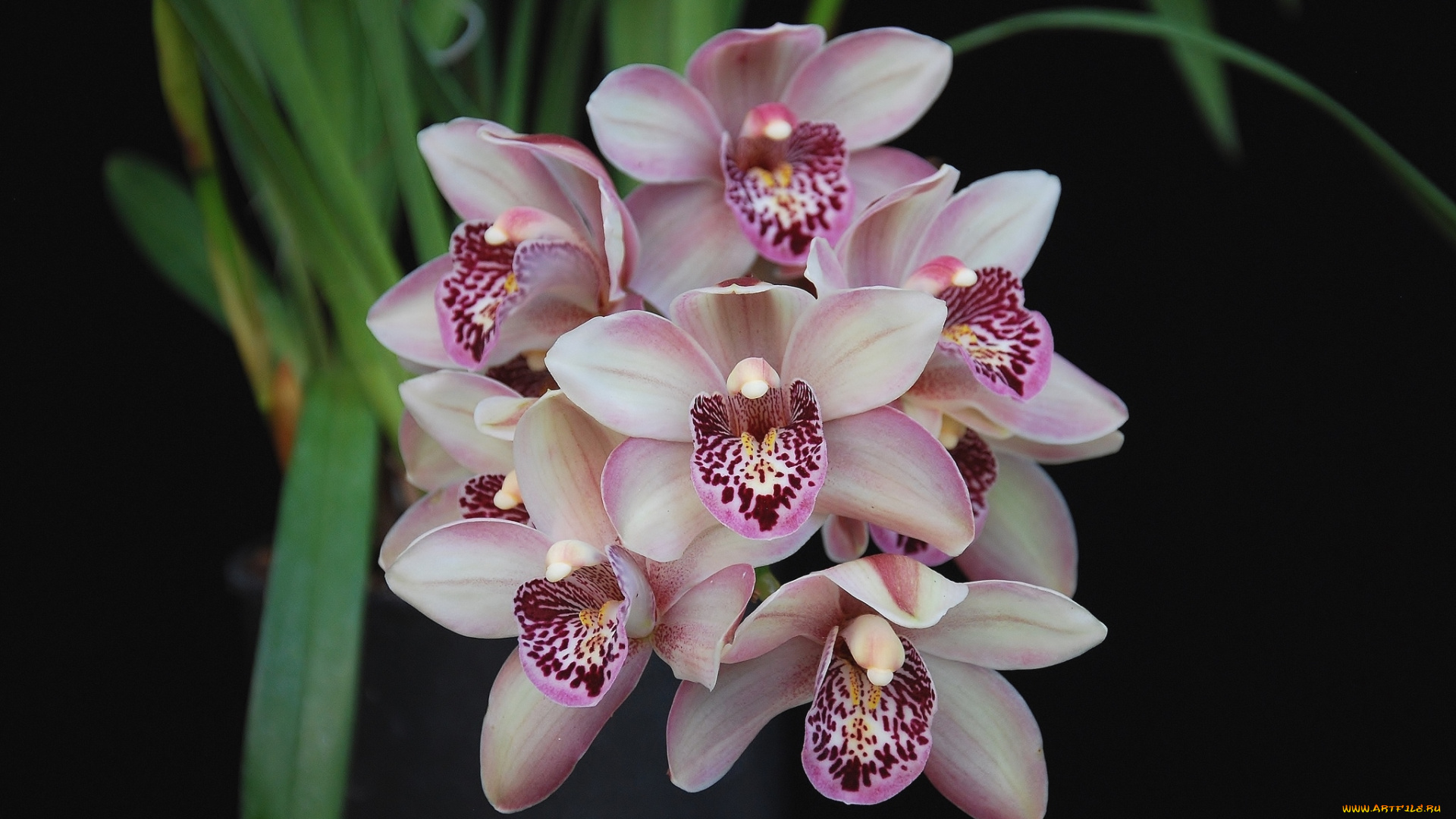 цветы, орхидеи, экзотика