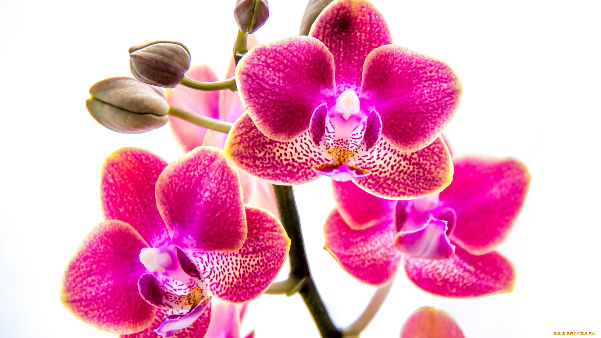 цветы, орхидеи, розовый
