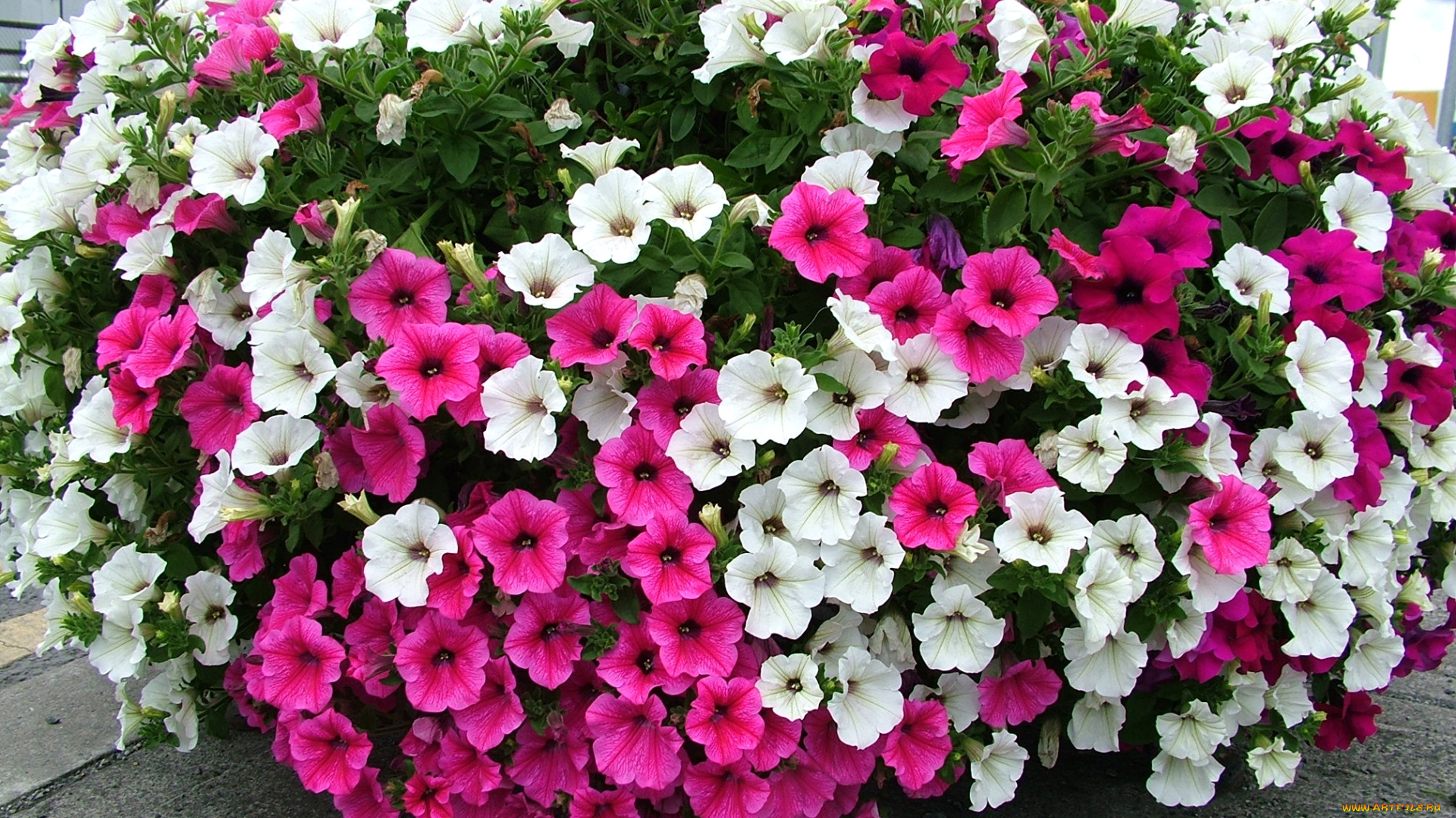 цветы, петунии, , калибрахоа, много