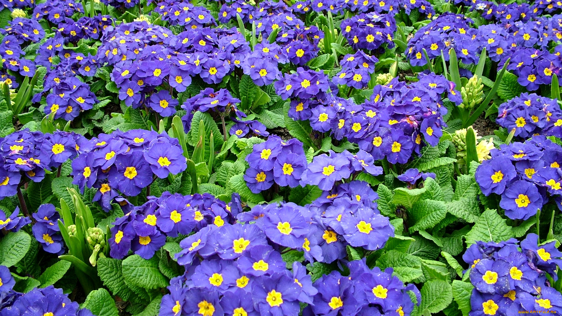 цветы, примулы, много