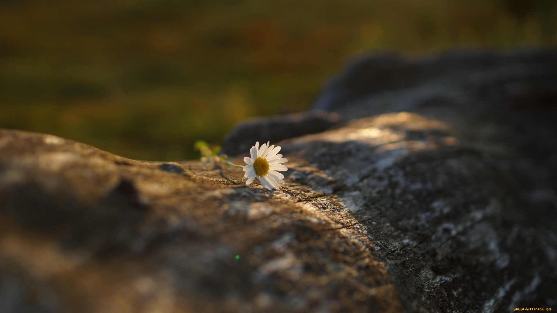 цветы, ромашки, ромашка