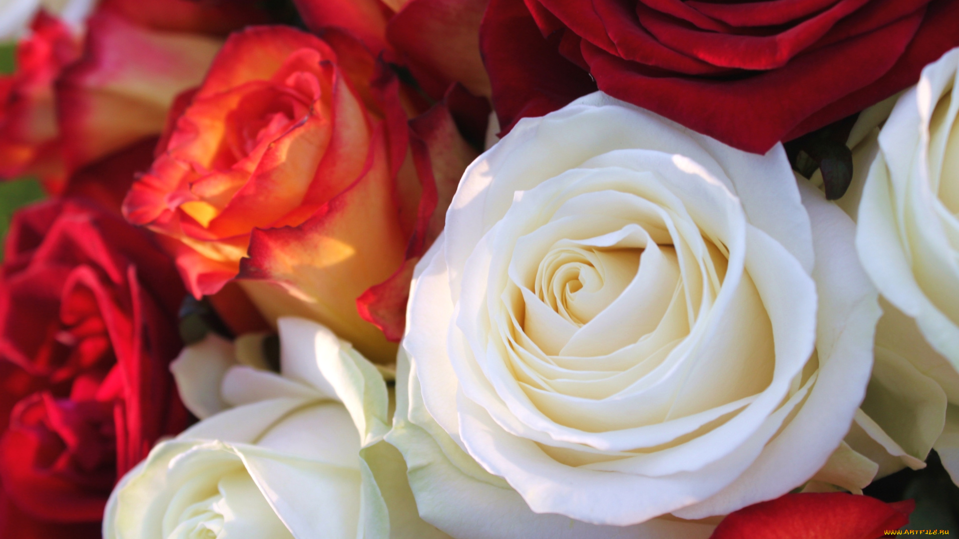 цветы, розы, макро