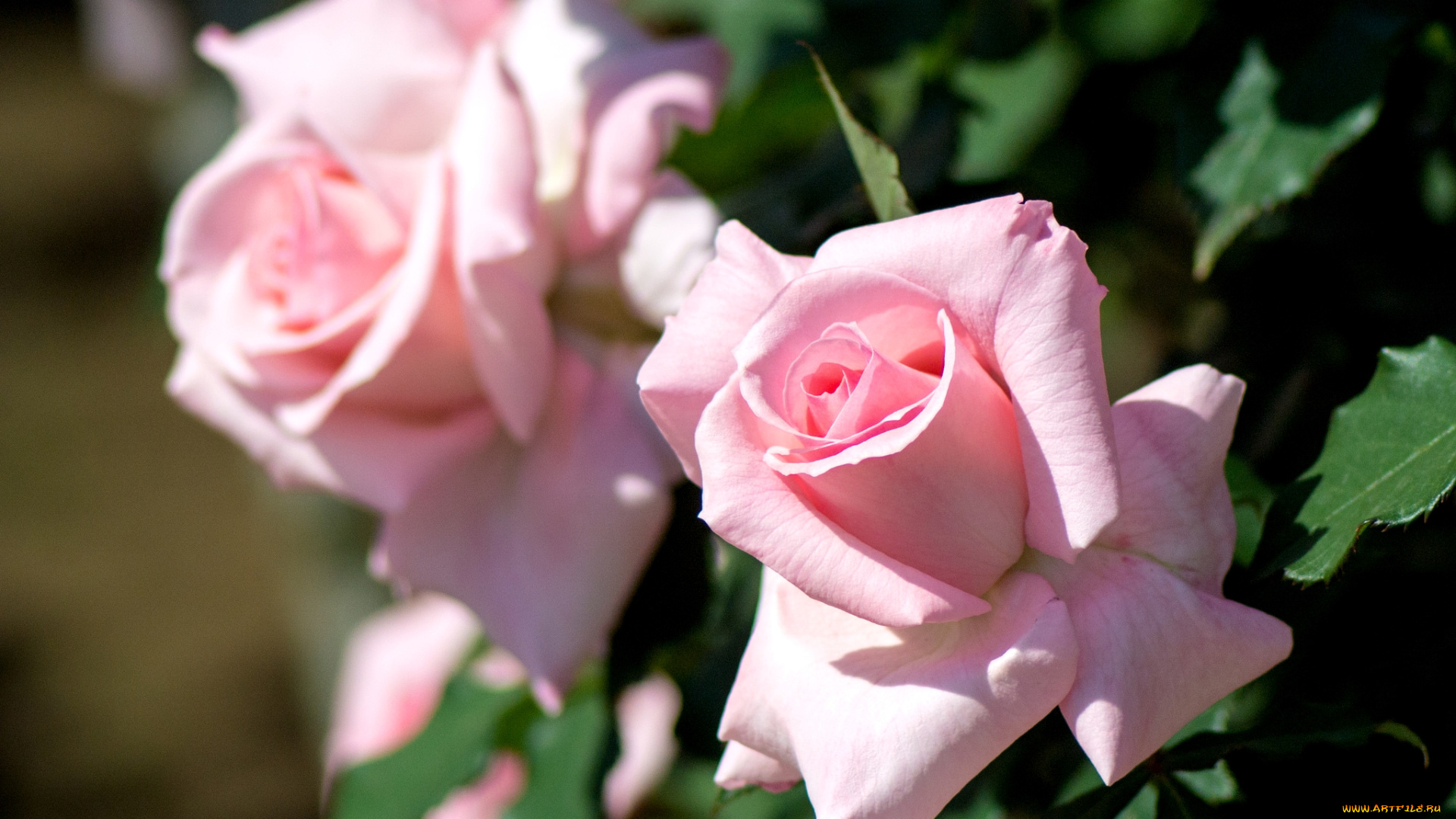 цветы, розы, розовый