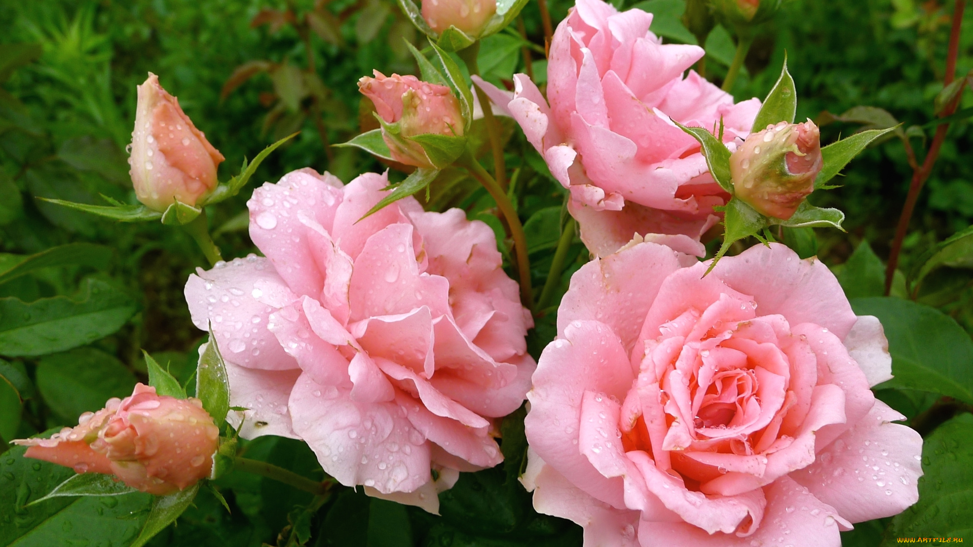 цветы, розы, розовый