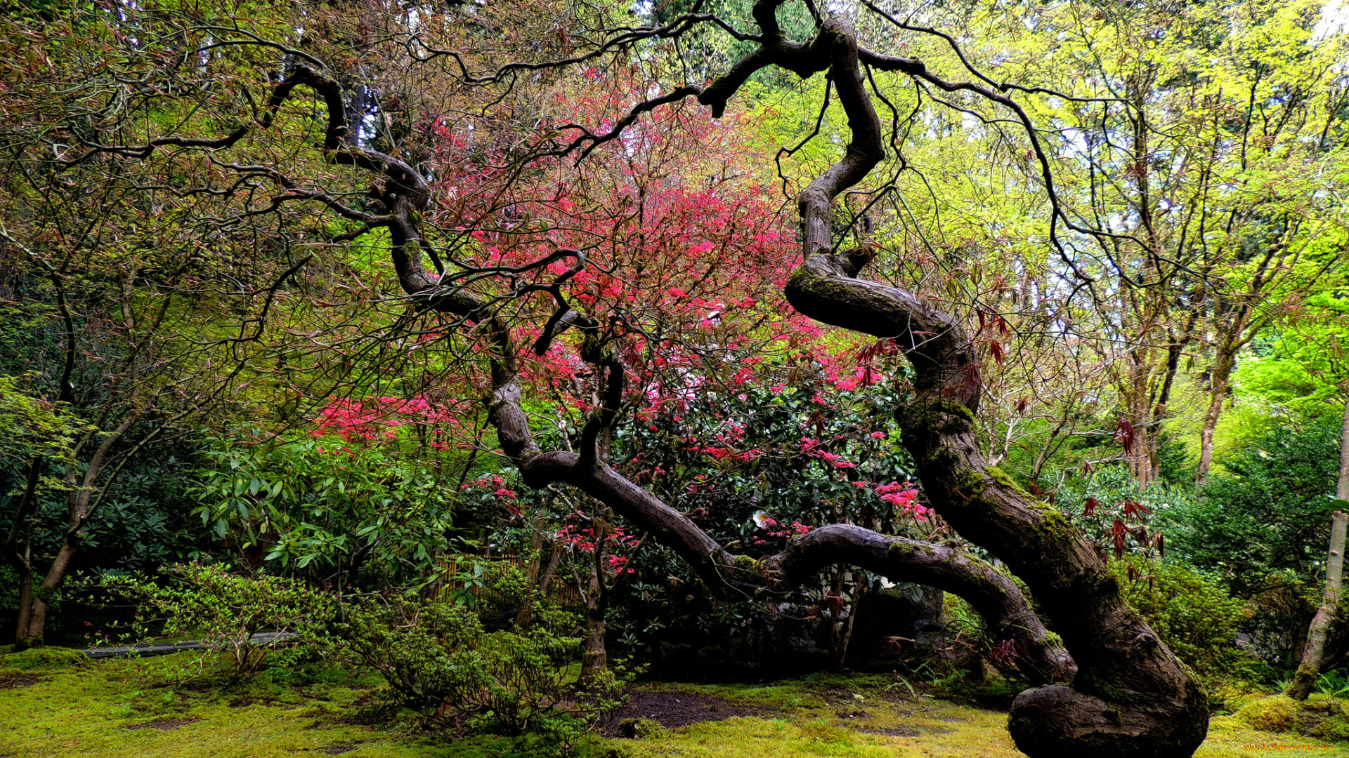 природа, деревья, изогнутое, дерево, японский, сад