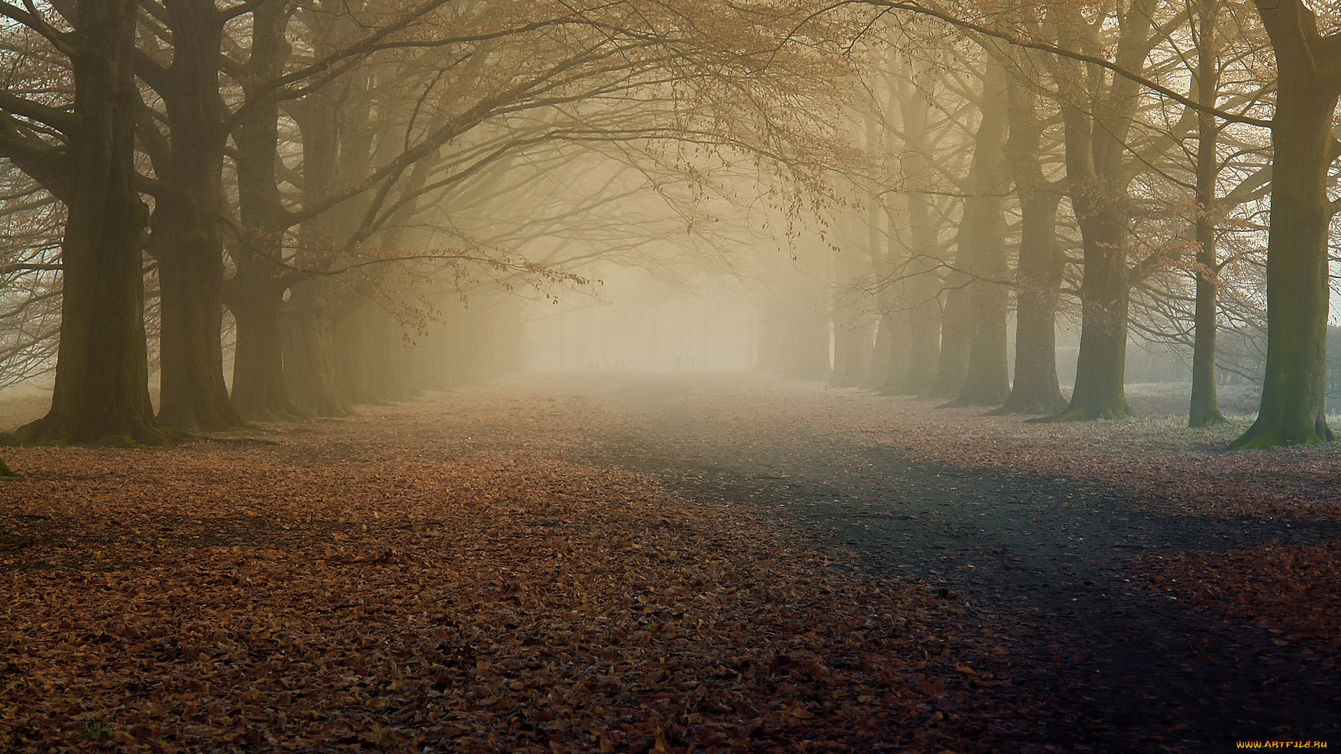 природа, дороги, сухая, листва, деревья, туман, утро