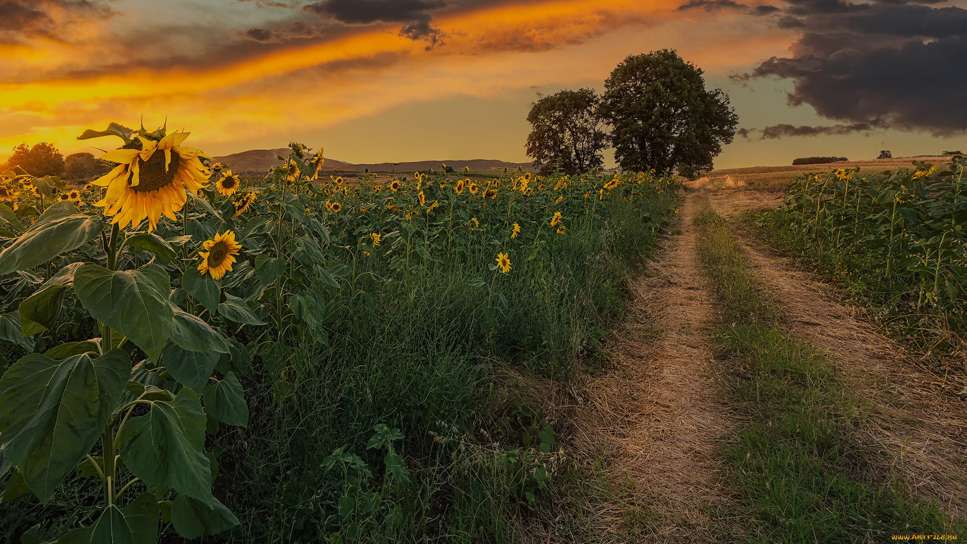 природа, дороги, вечер, деревья, подсолнухи, поля