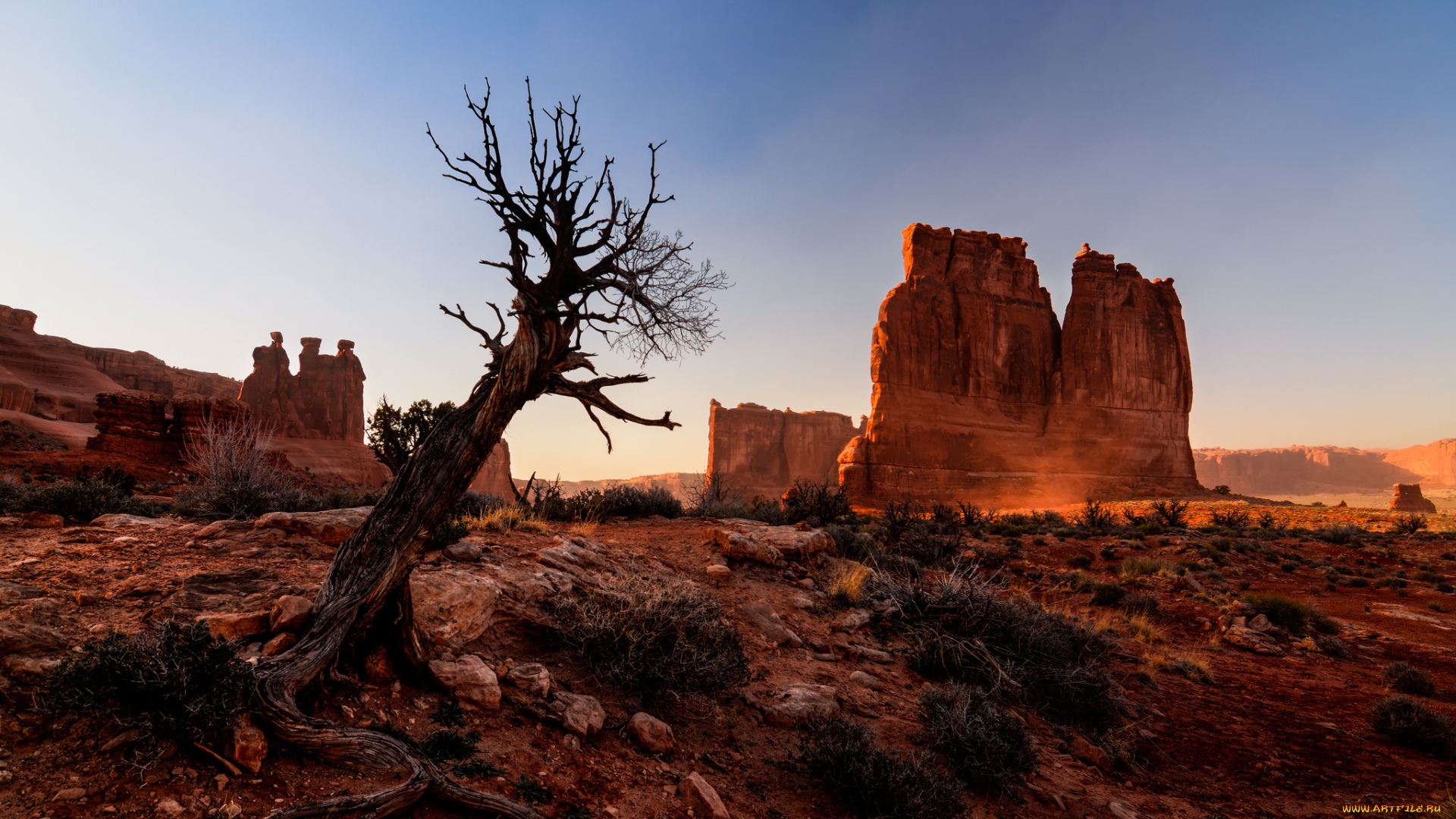 природа, горы, сша, юта, arches, national, park, дерево, скалы, каньон, национальный, парк, арки, пустыня