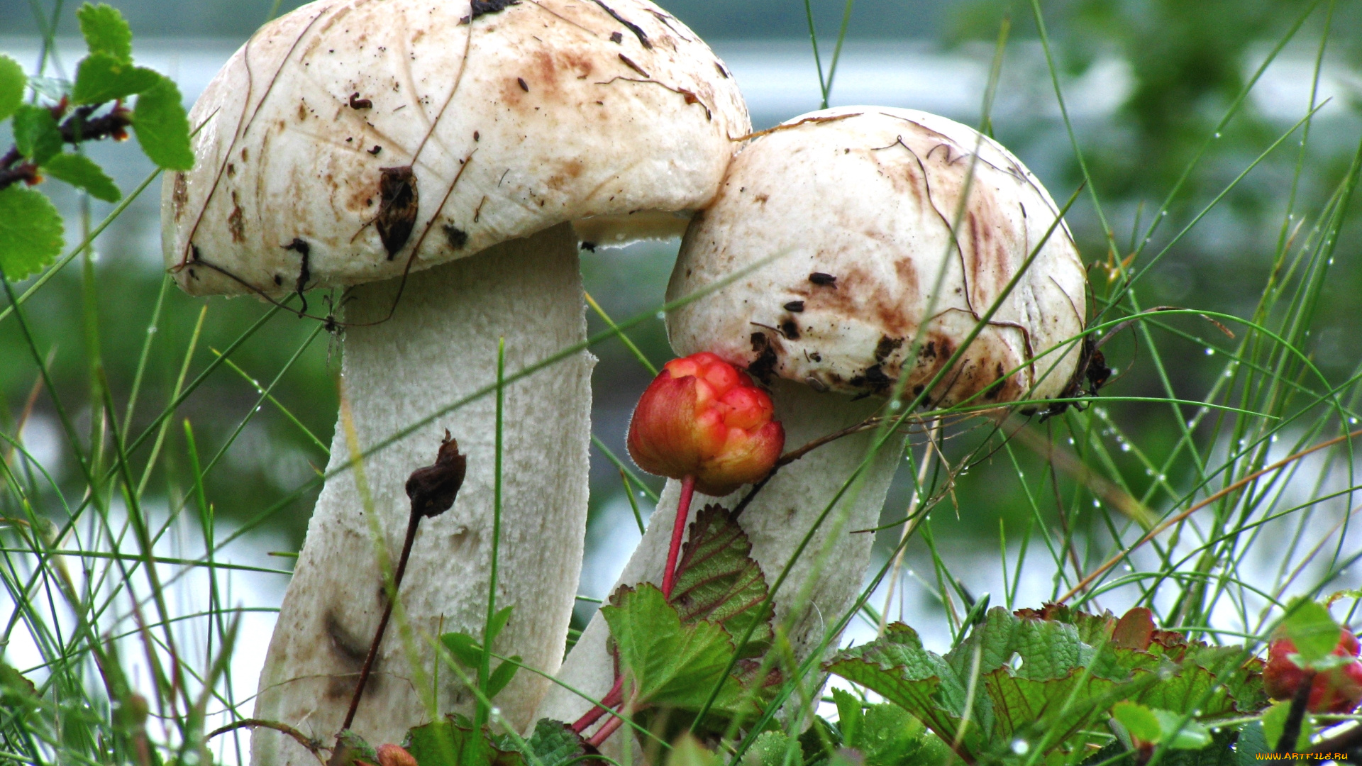 природа, грибы, парочка