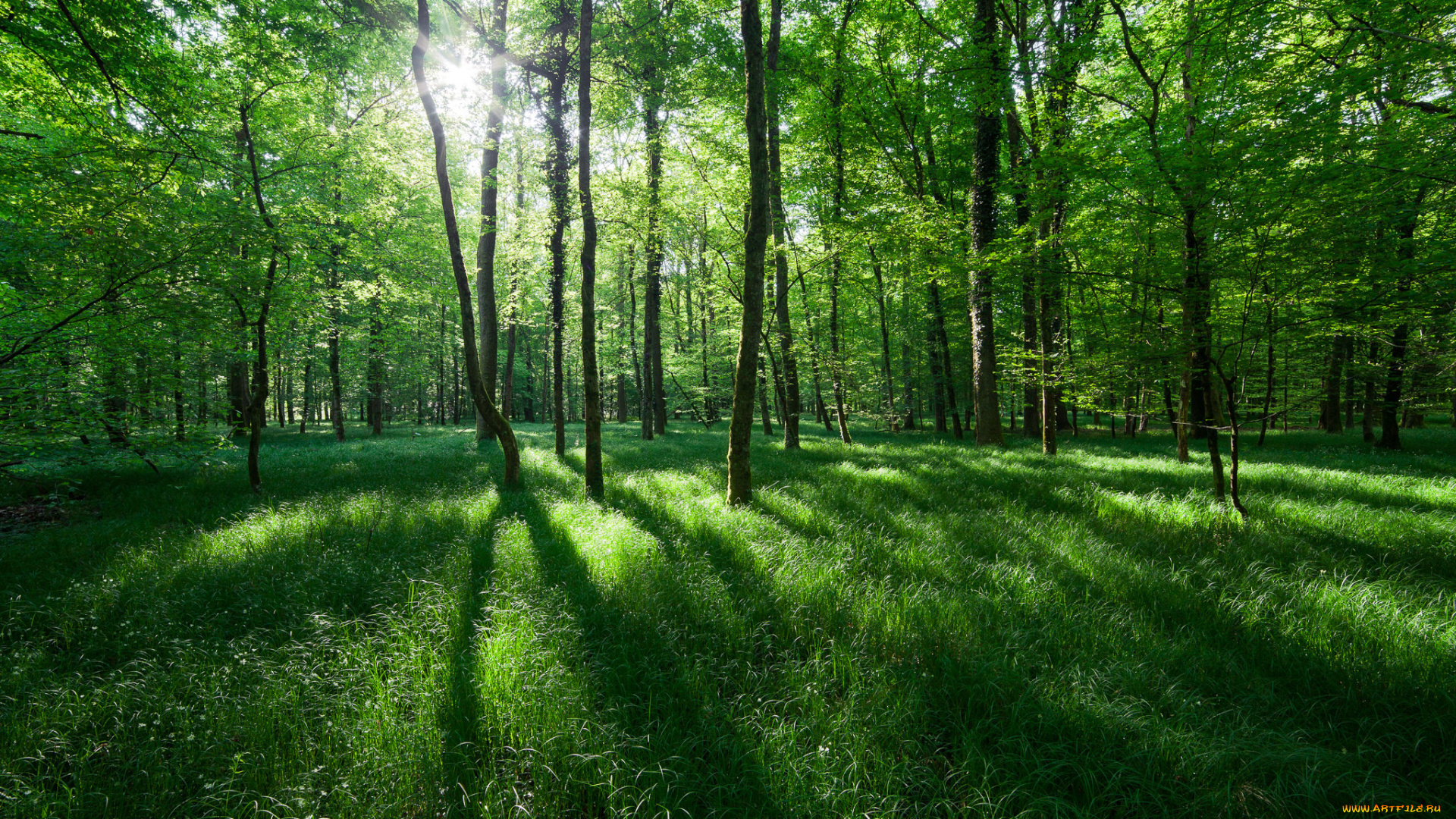 природа, лес, солнце, трава, свет, деревья, весна