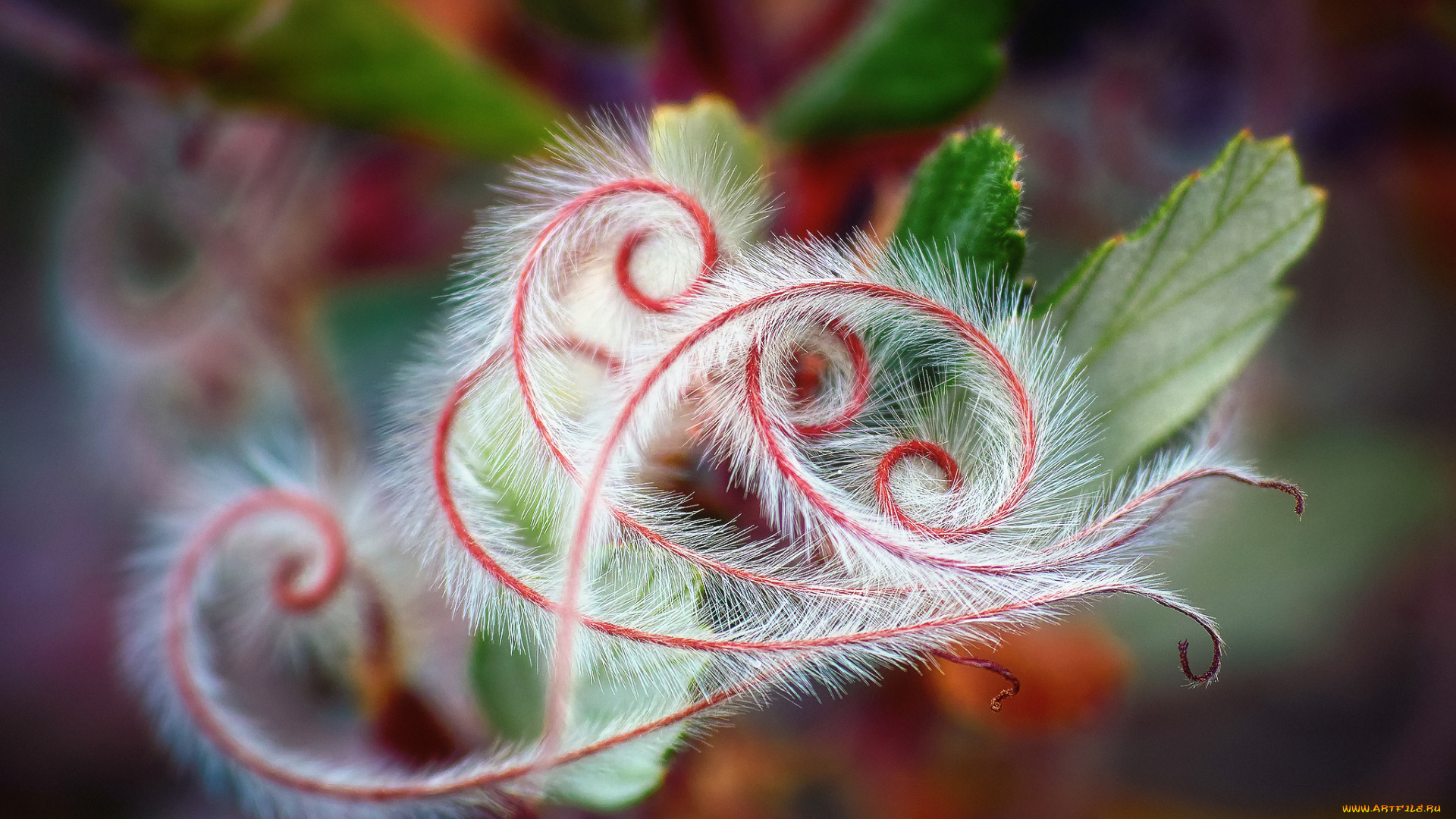 природа, макро, листва, растения, пушистые, закарючки, ворс