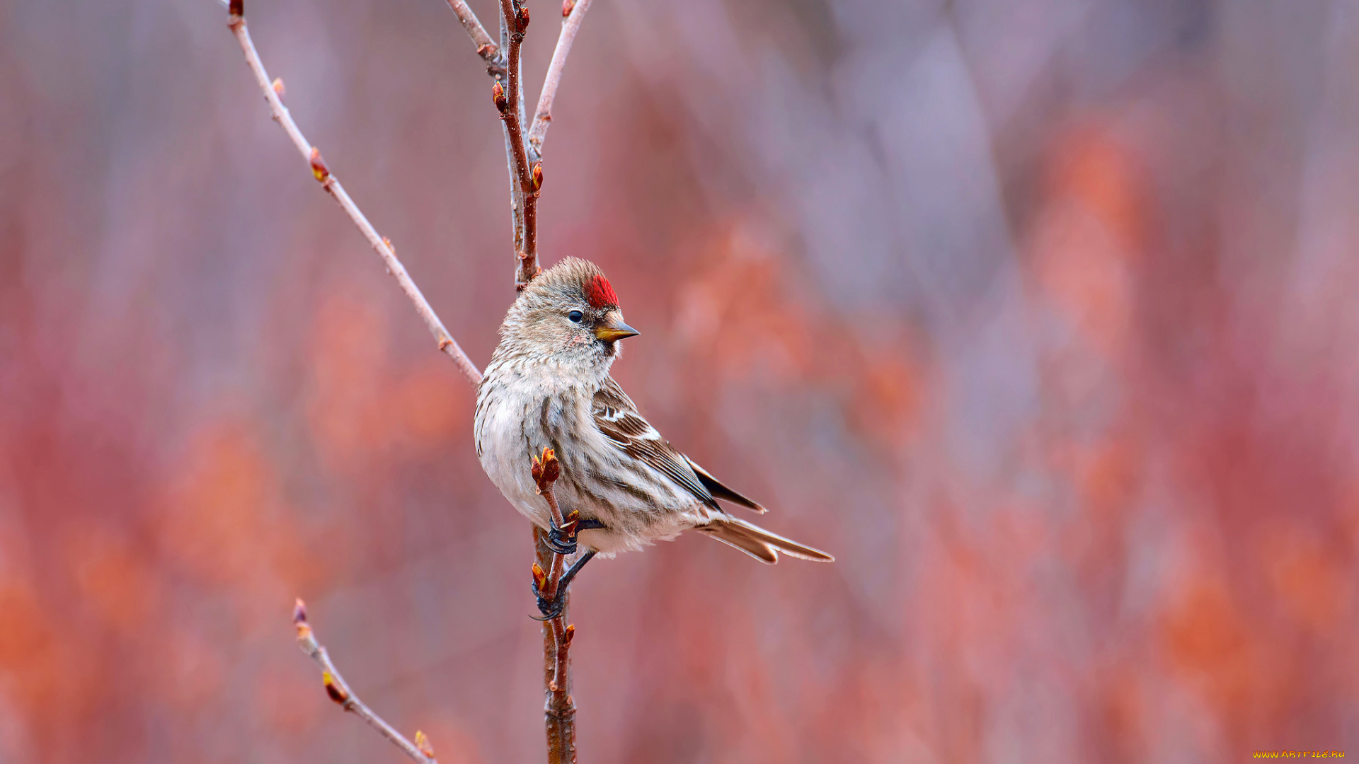 животные, Чечётки, фон, ветка, Чечётка, птица
