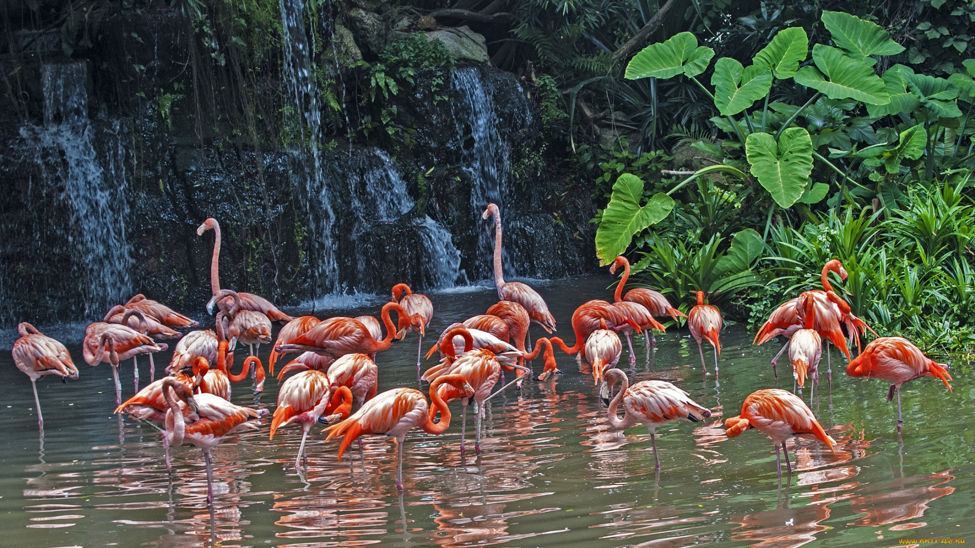 животные, фламинго, стая