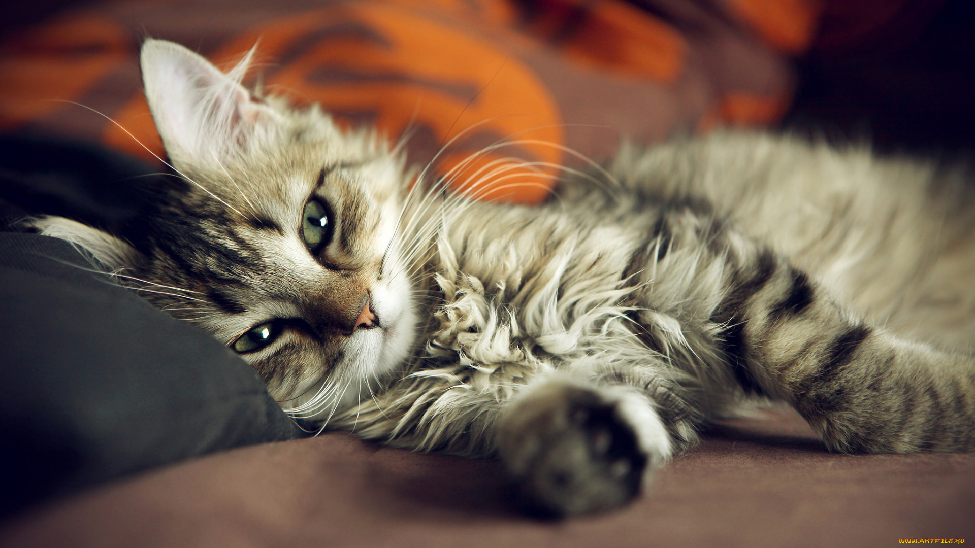 животные, коты, котэ, кот, кошка, диван, кровать, лапы