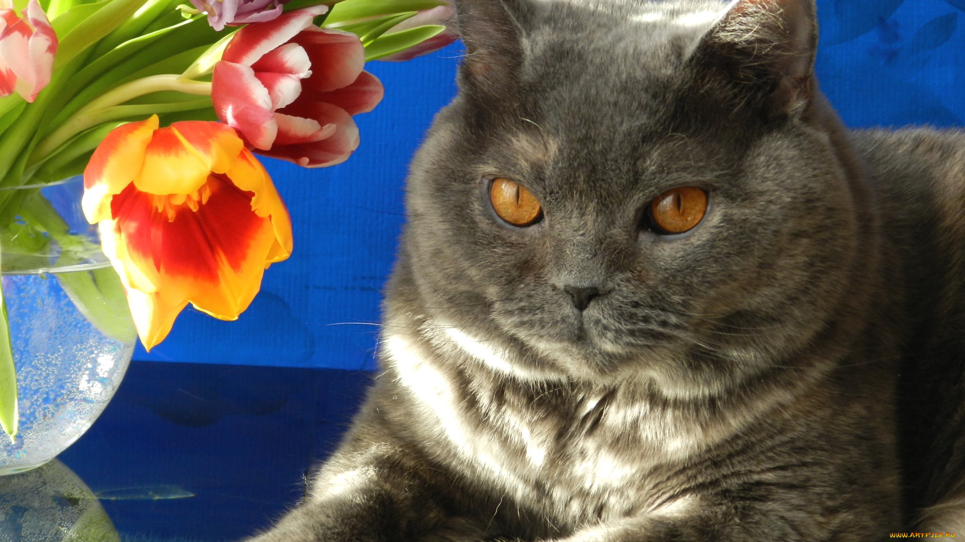 животные, коты, котяра