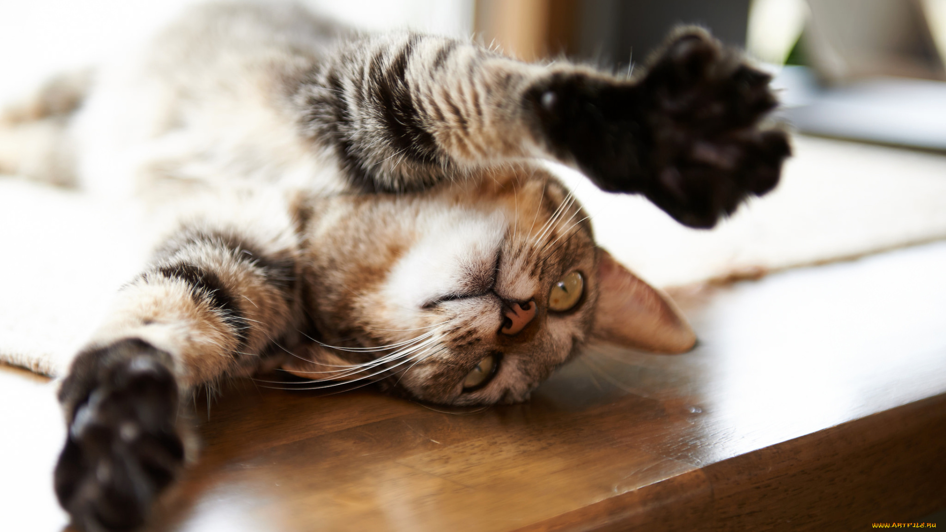 животные, коты, лежит, лапы, кот, кошка, стол