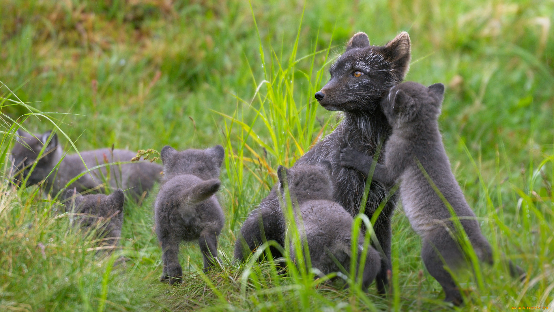 животные, лисы, полярная, лисица, лапландия, финляндия, песец, летом, симейство