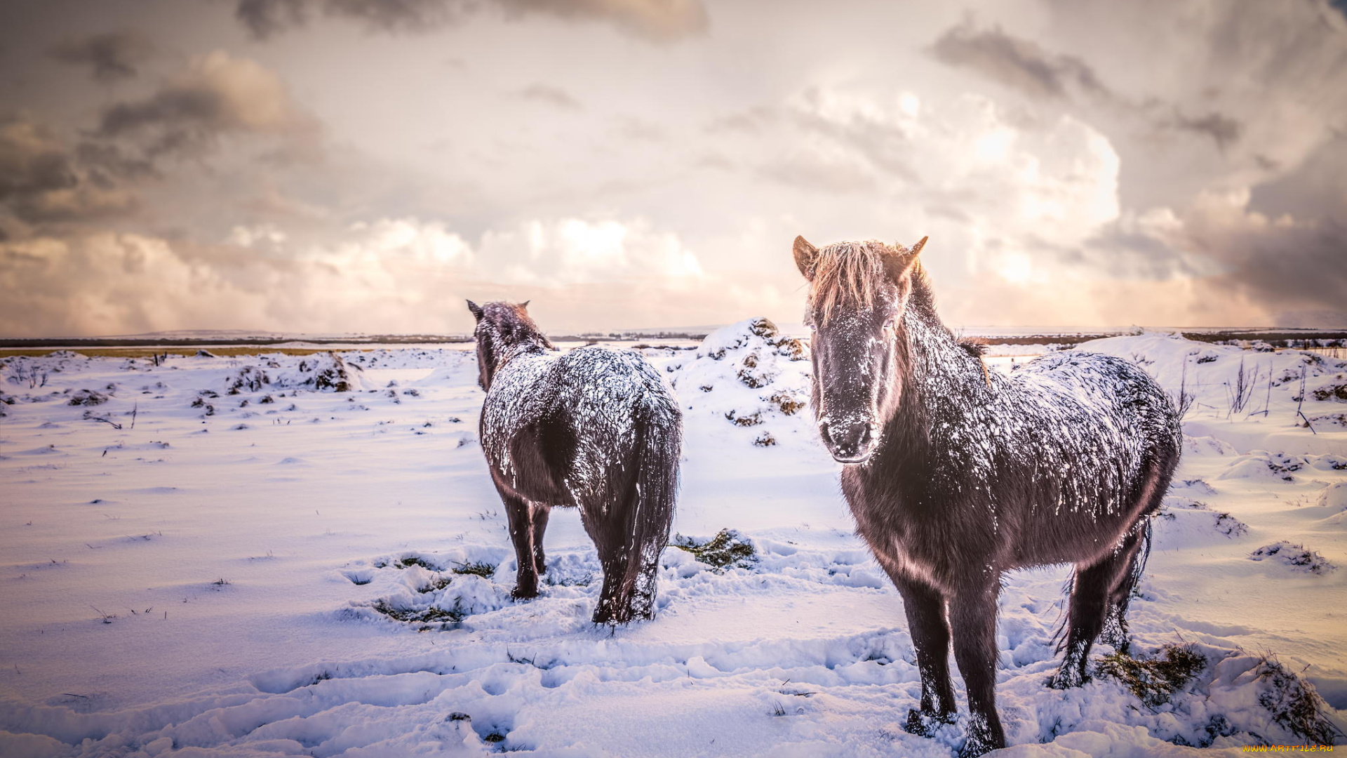 животные, лошади, кони, поле, зима, исландия, снег, природа