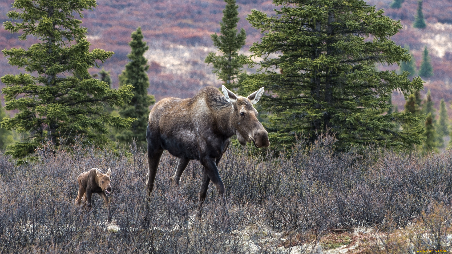 животные, лоси, мама, малыш