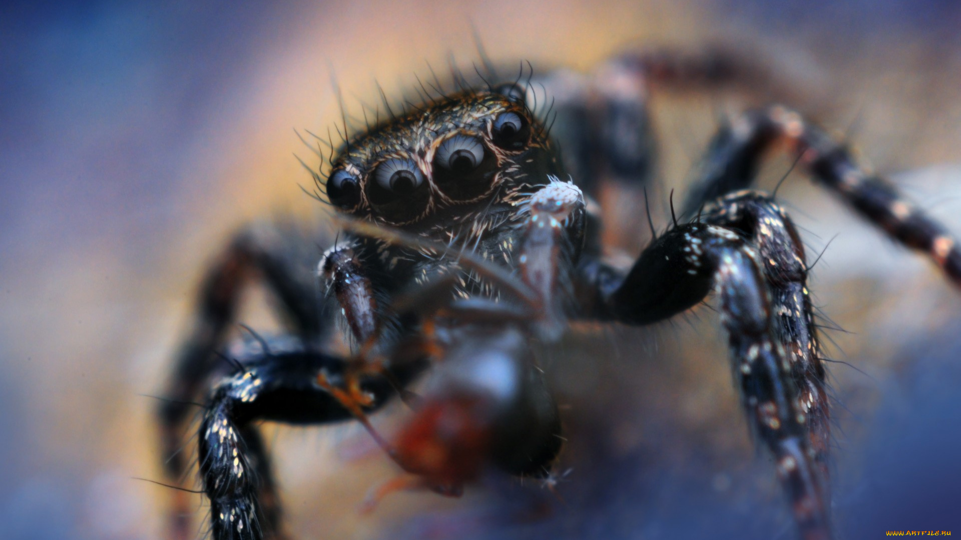 животные, пауки, боке