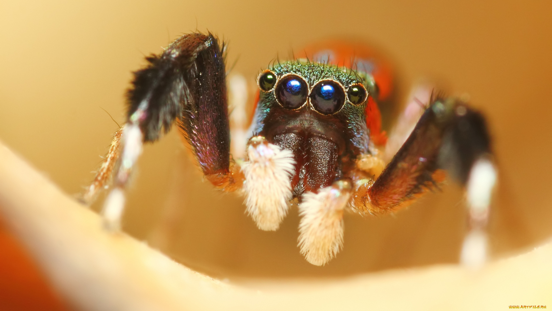 животные, пауки, фон, цвет, джампер, паук