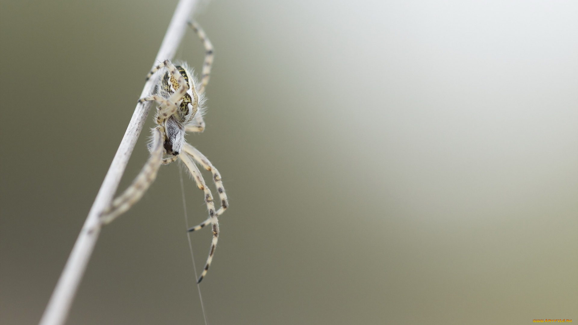 животные, пауки, паук, фон, природа