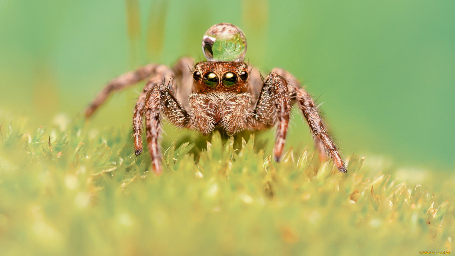 животные, пауки, паук, макро, насекомое, роса