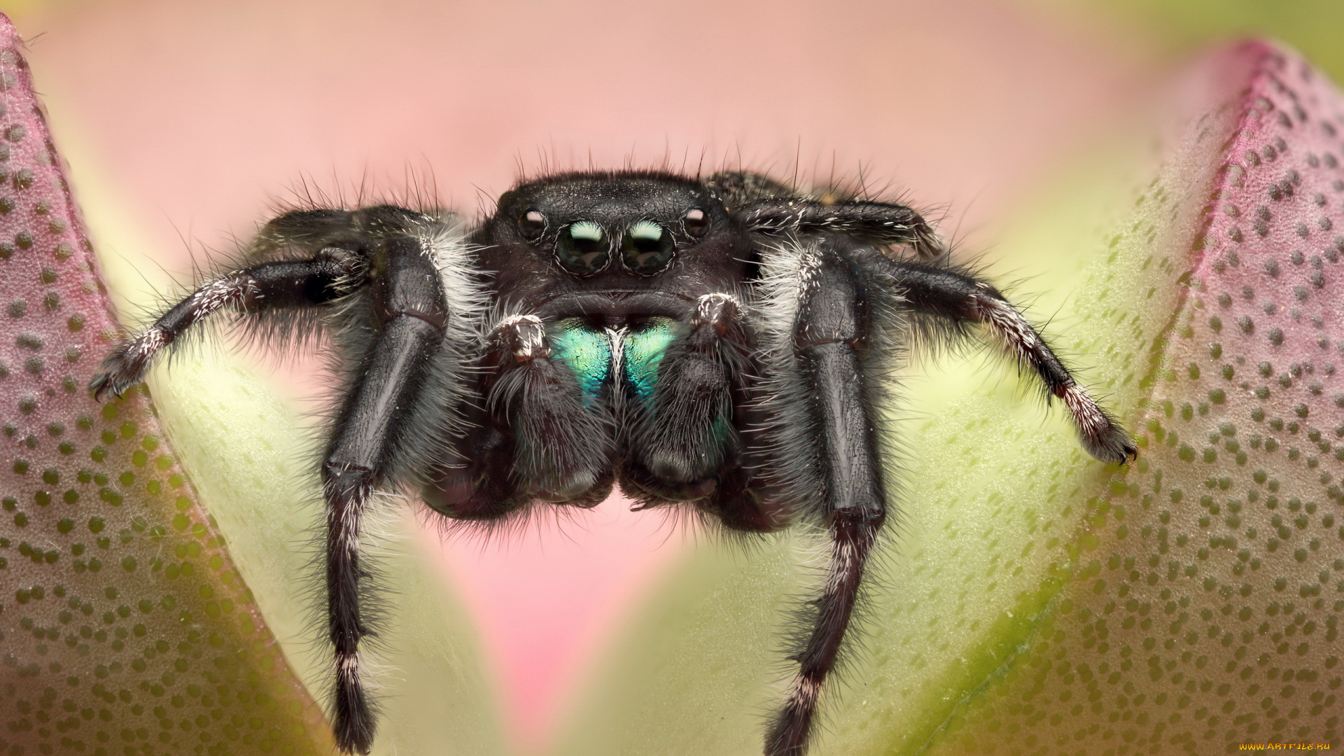 животные, пауки, прыгун, джампер, паук, цветок, растение