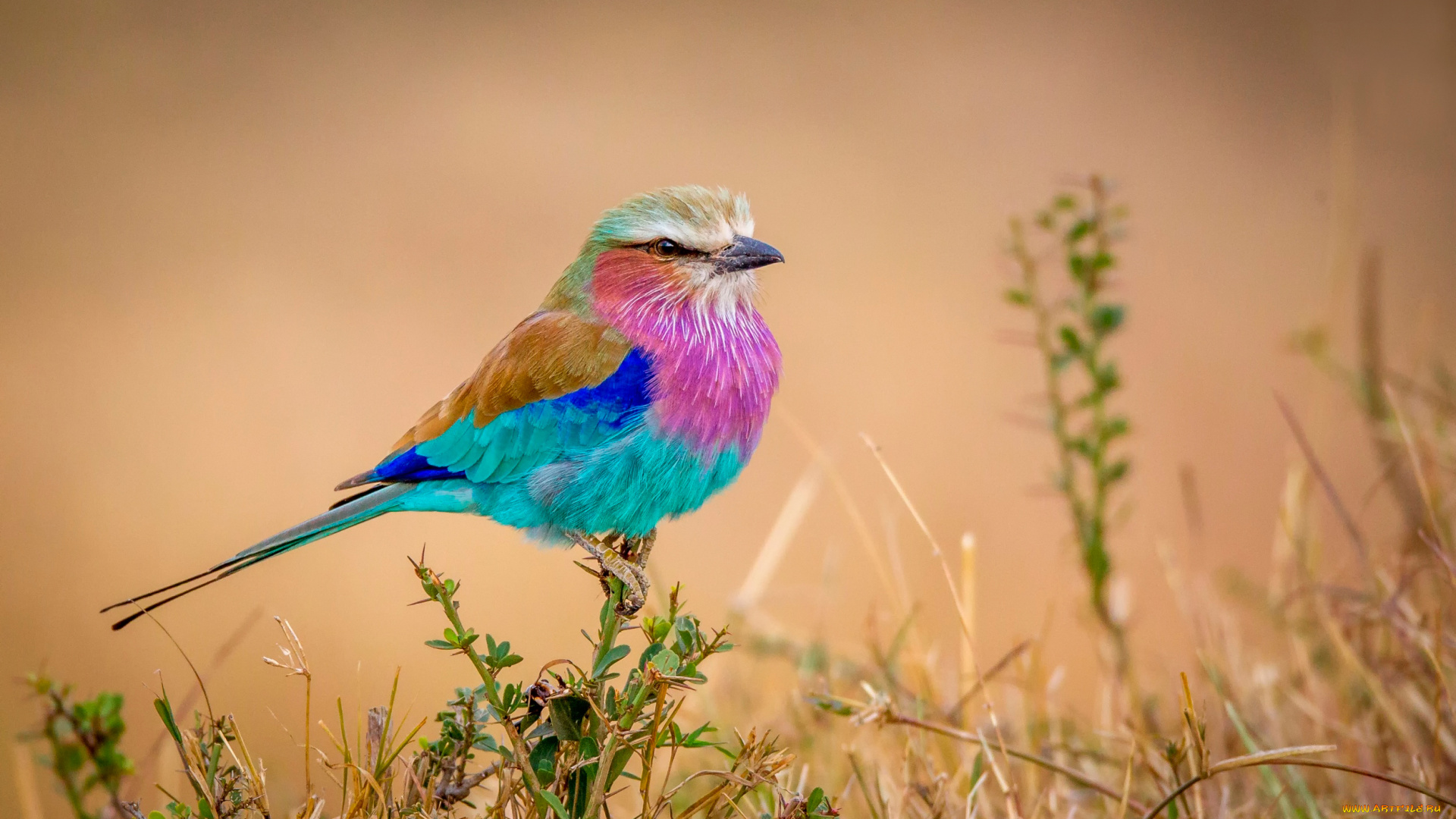 животные, ролики, разноцветная, flying, rainbow, птичка