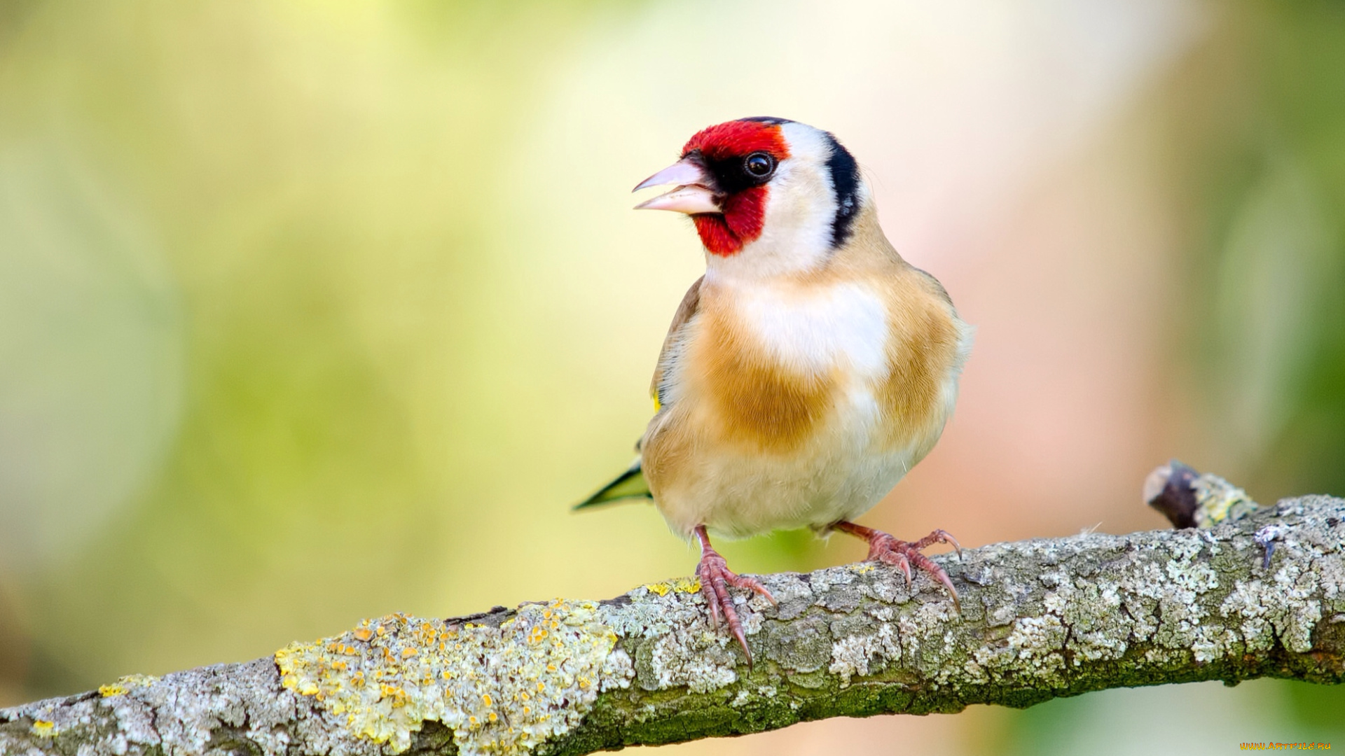 животные, щеглы, , чижи, щегол