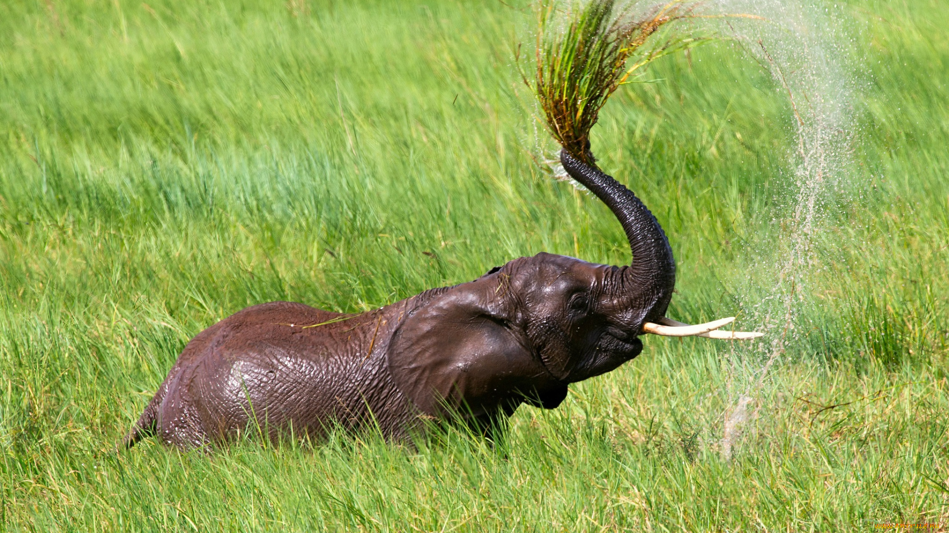 животные, слоны, капли, брызги, озеро, душ, вода, жара, африка, танзания, слон