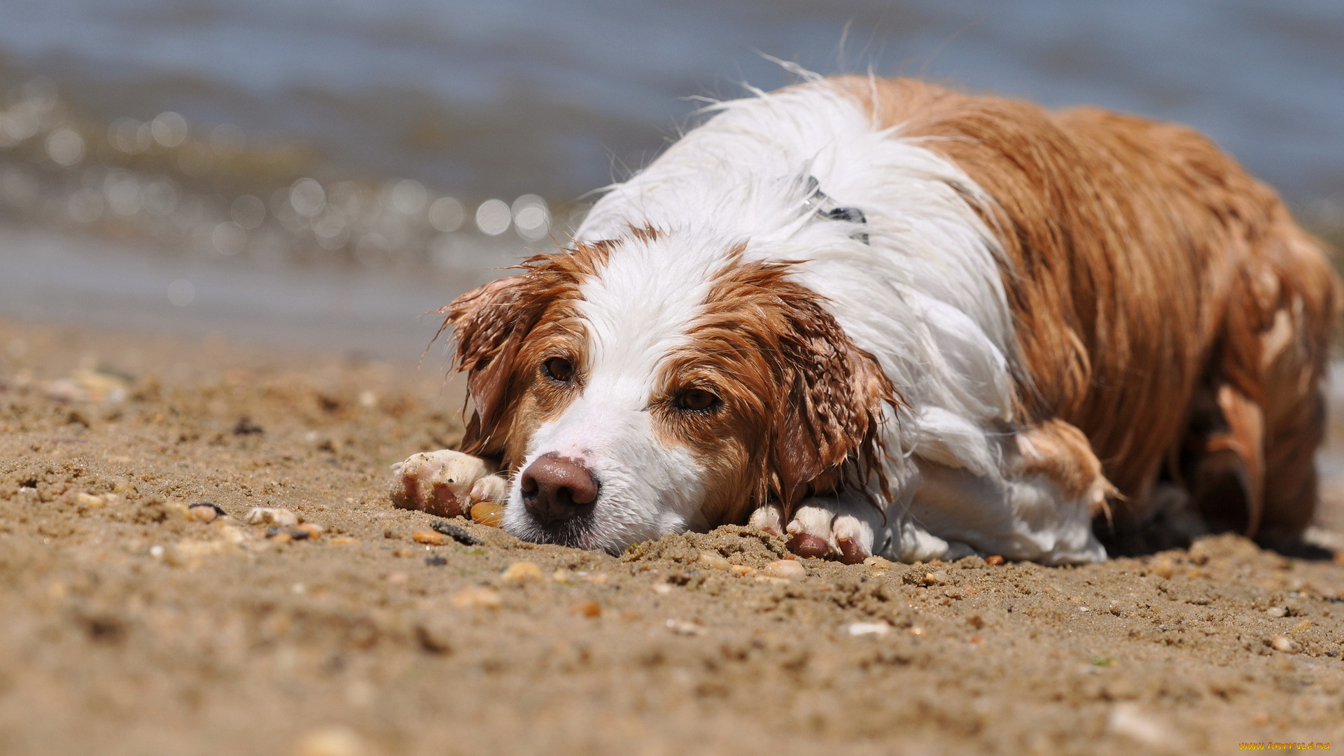 животные, собаки, мокрая