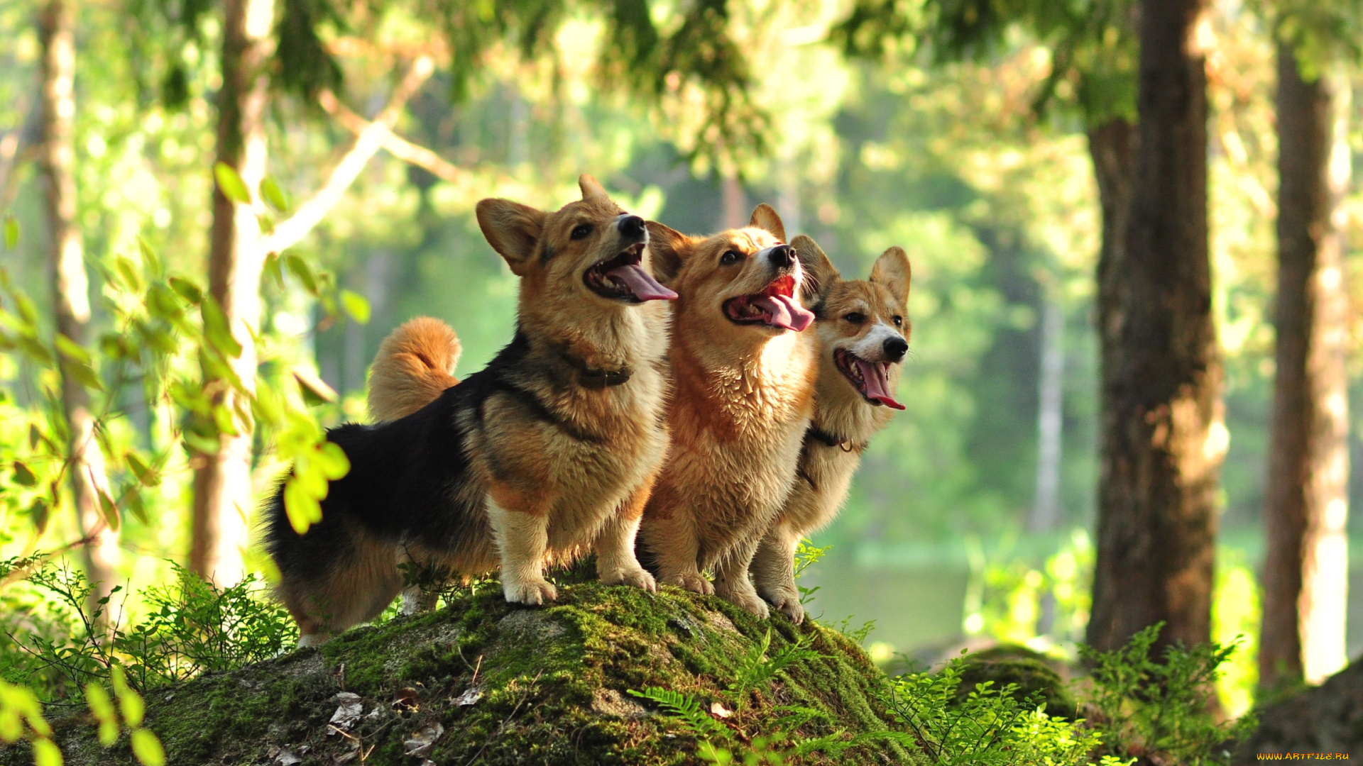 животные, собаки, трио