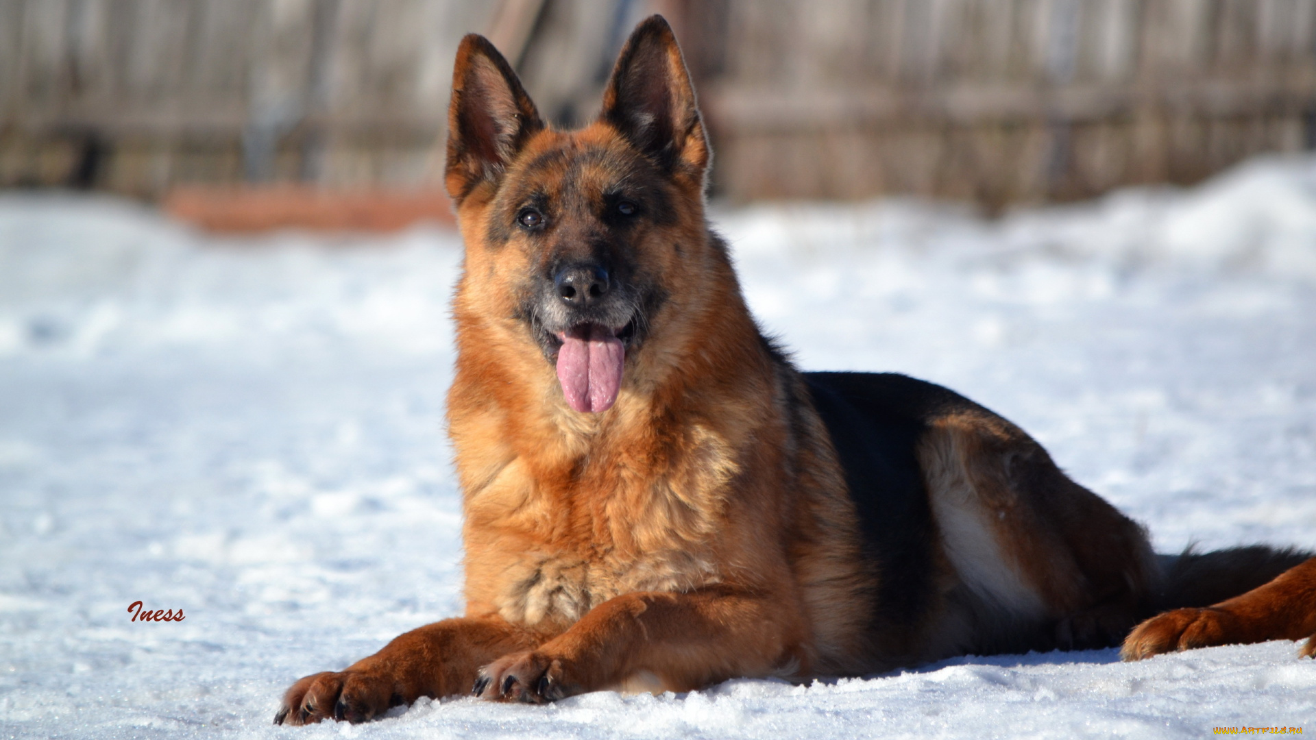 животные, собаки, взгляд