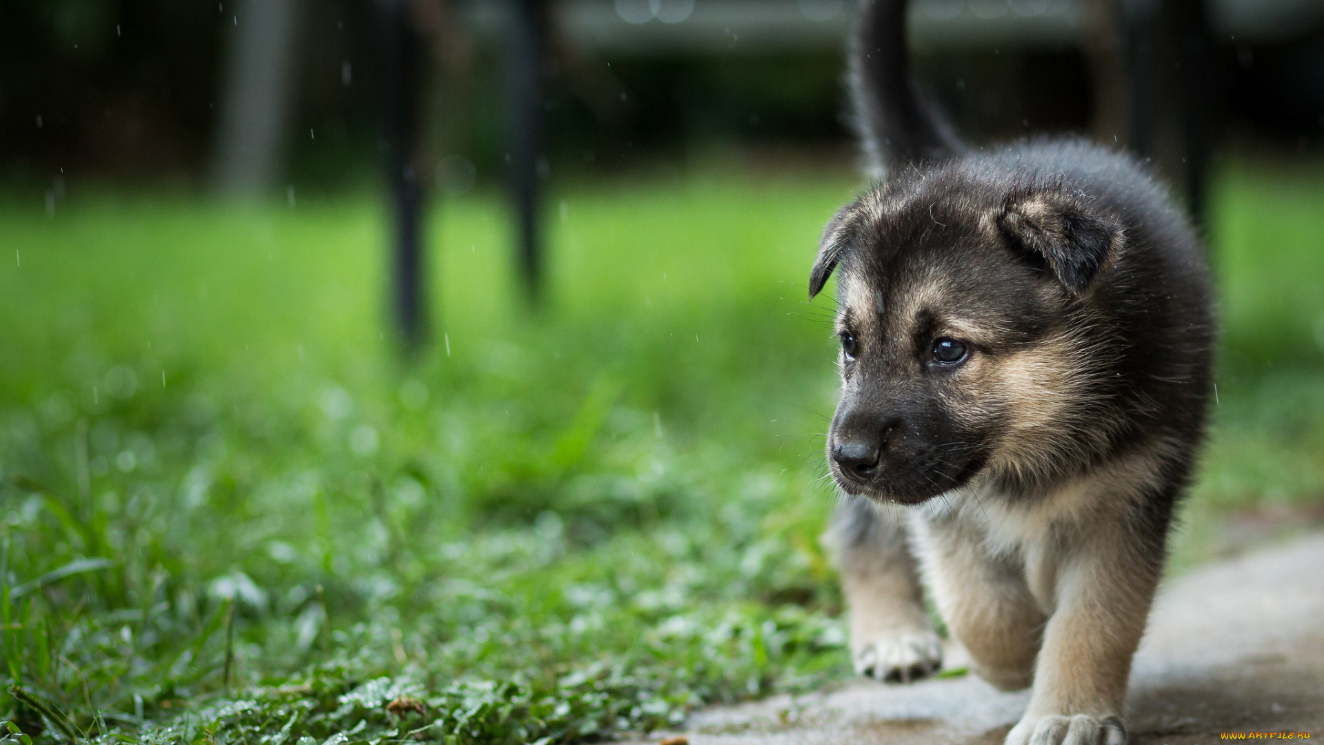 животные, собаки, взгляд